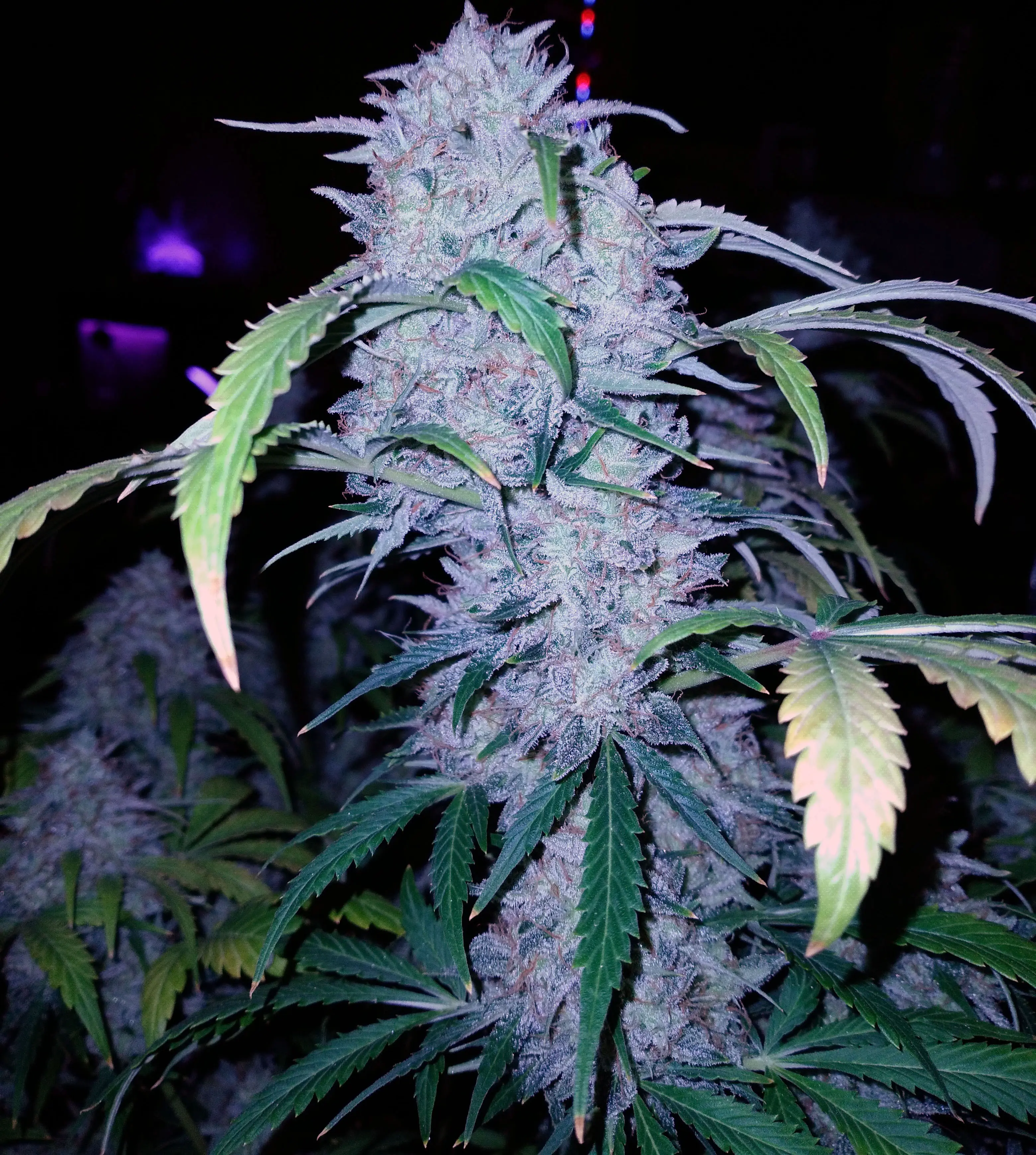 Bubba Berry Ku$h - Savage Land Exotics