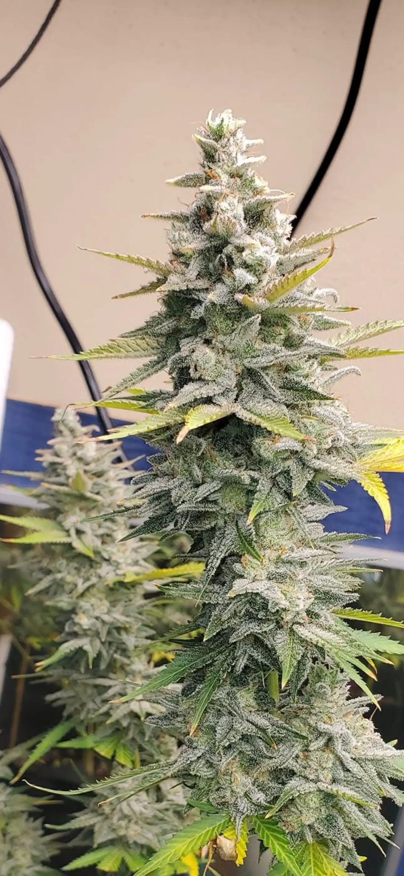 Blueberry Starfighter Cookies (Reg) - Savage Land Exotics