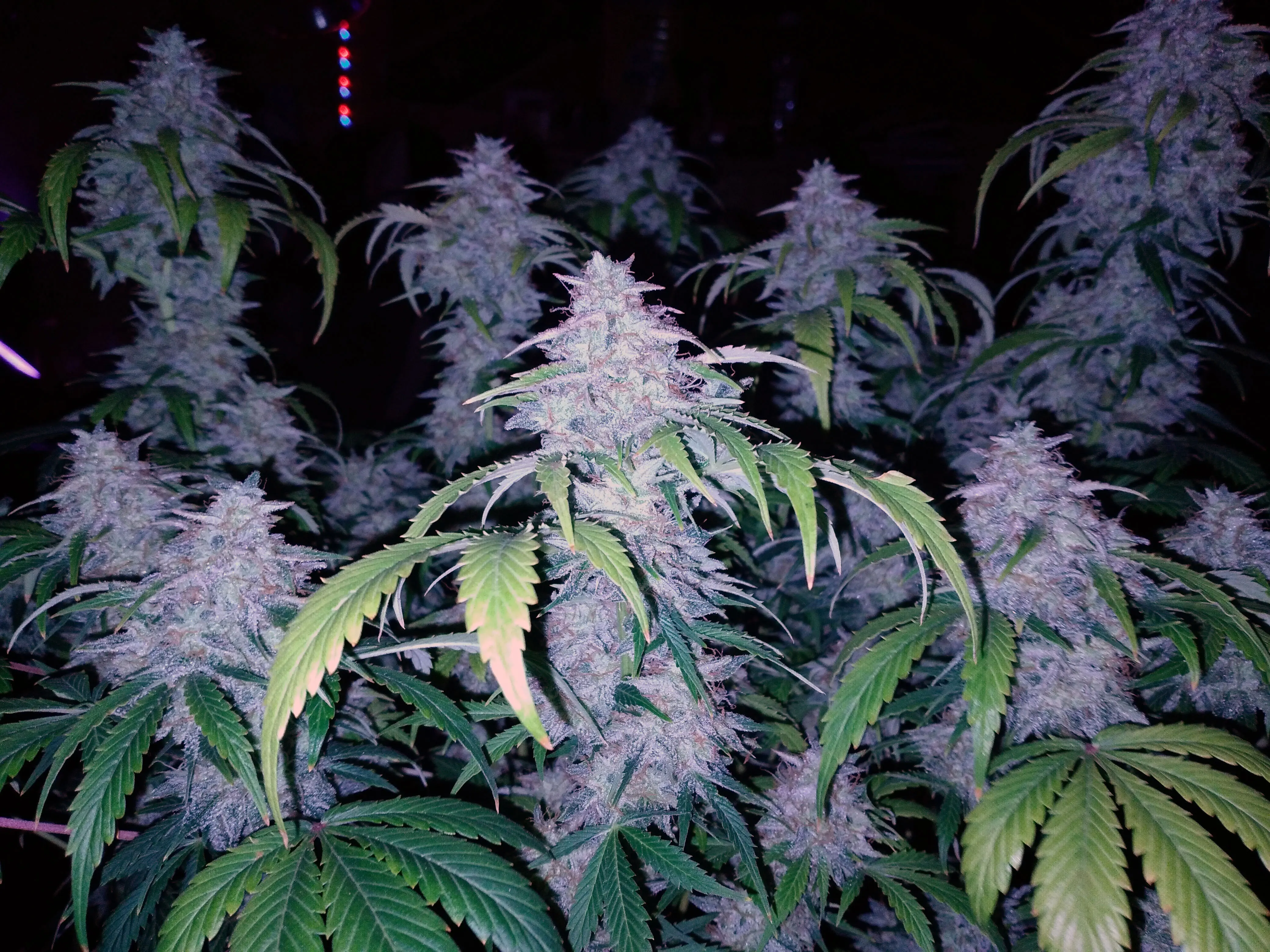 Bubba Berry Ku$h - Savage Land Exotics