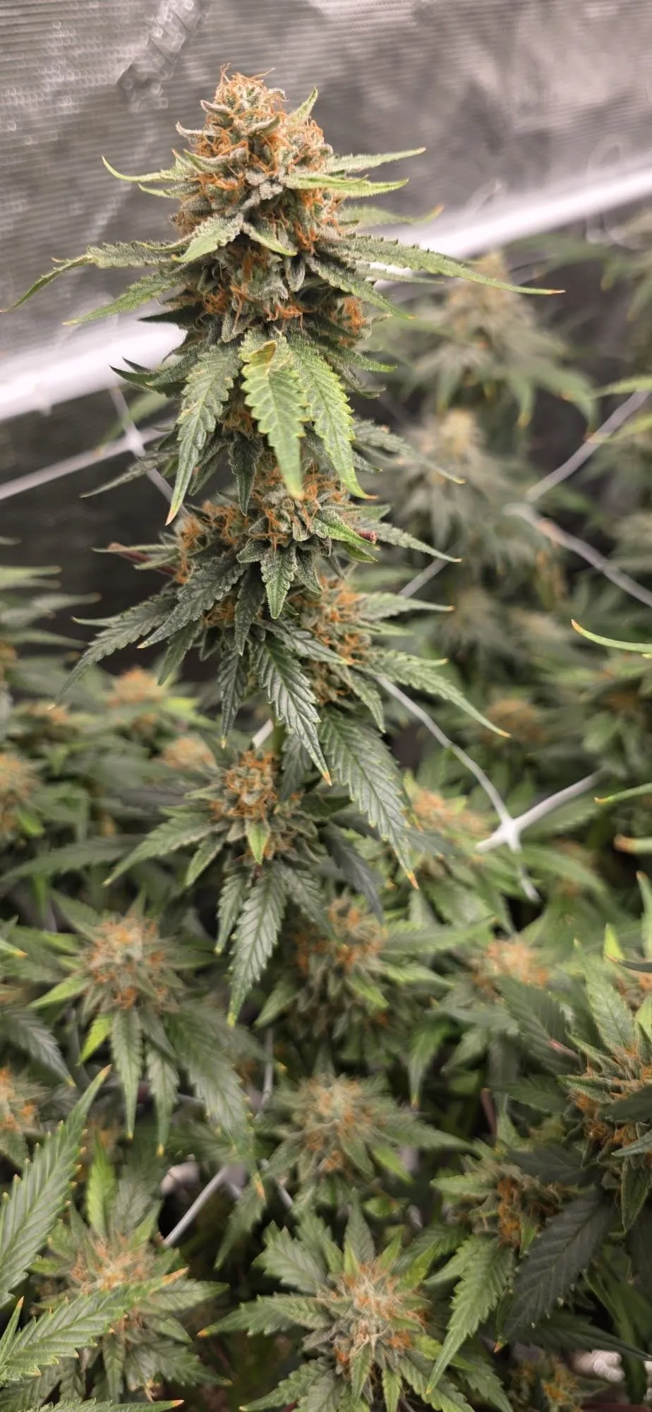 Alien Diesel Cakez - Savage Land Exotics