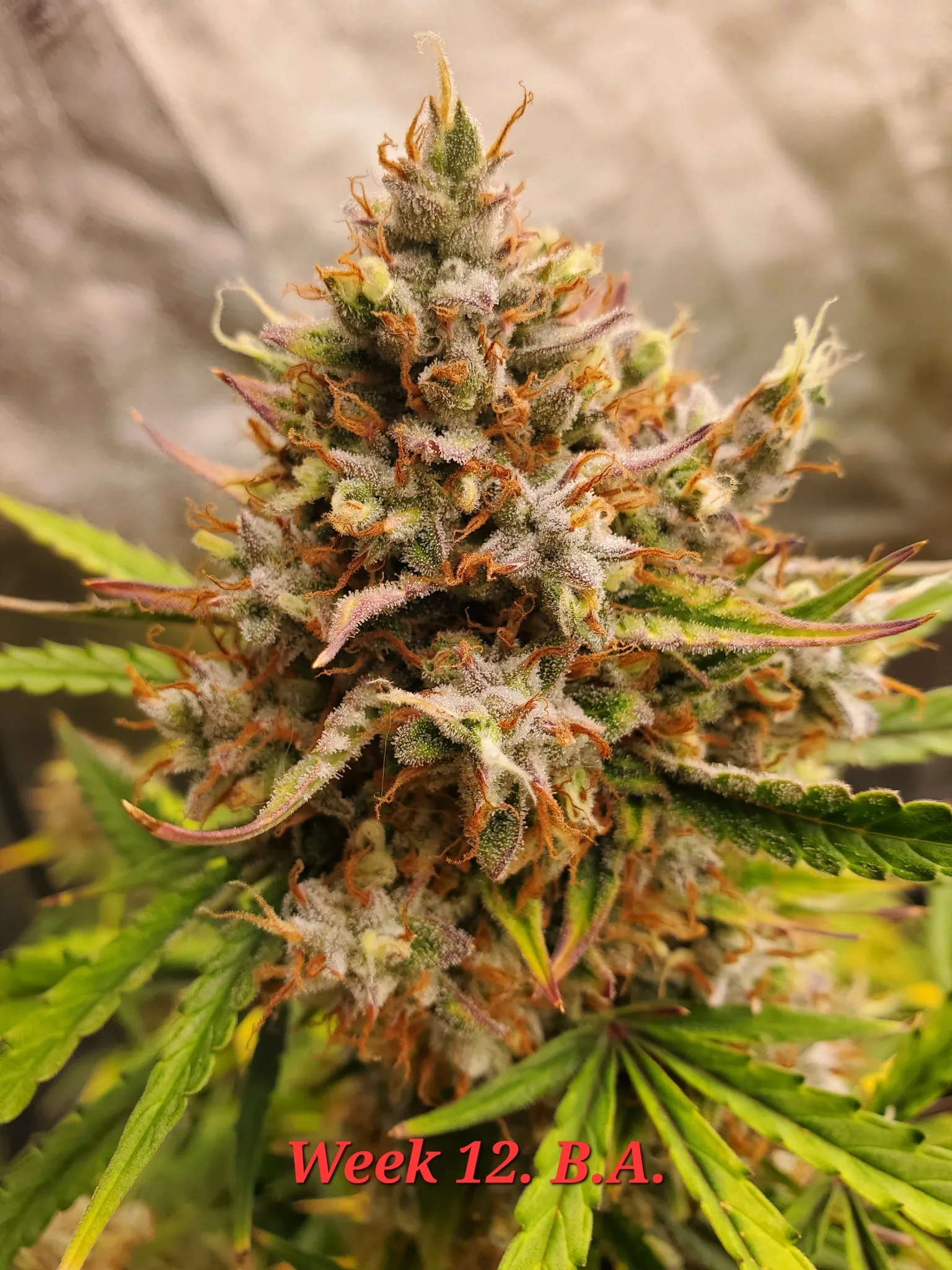 Blue Angels - Savage Land Exotics