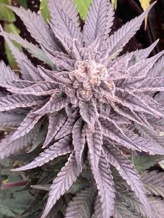 Blue Tootsie Popz (Reg) - Savage Land Exotics