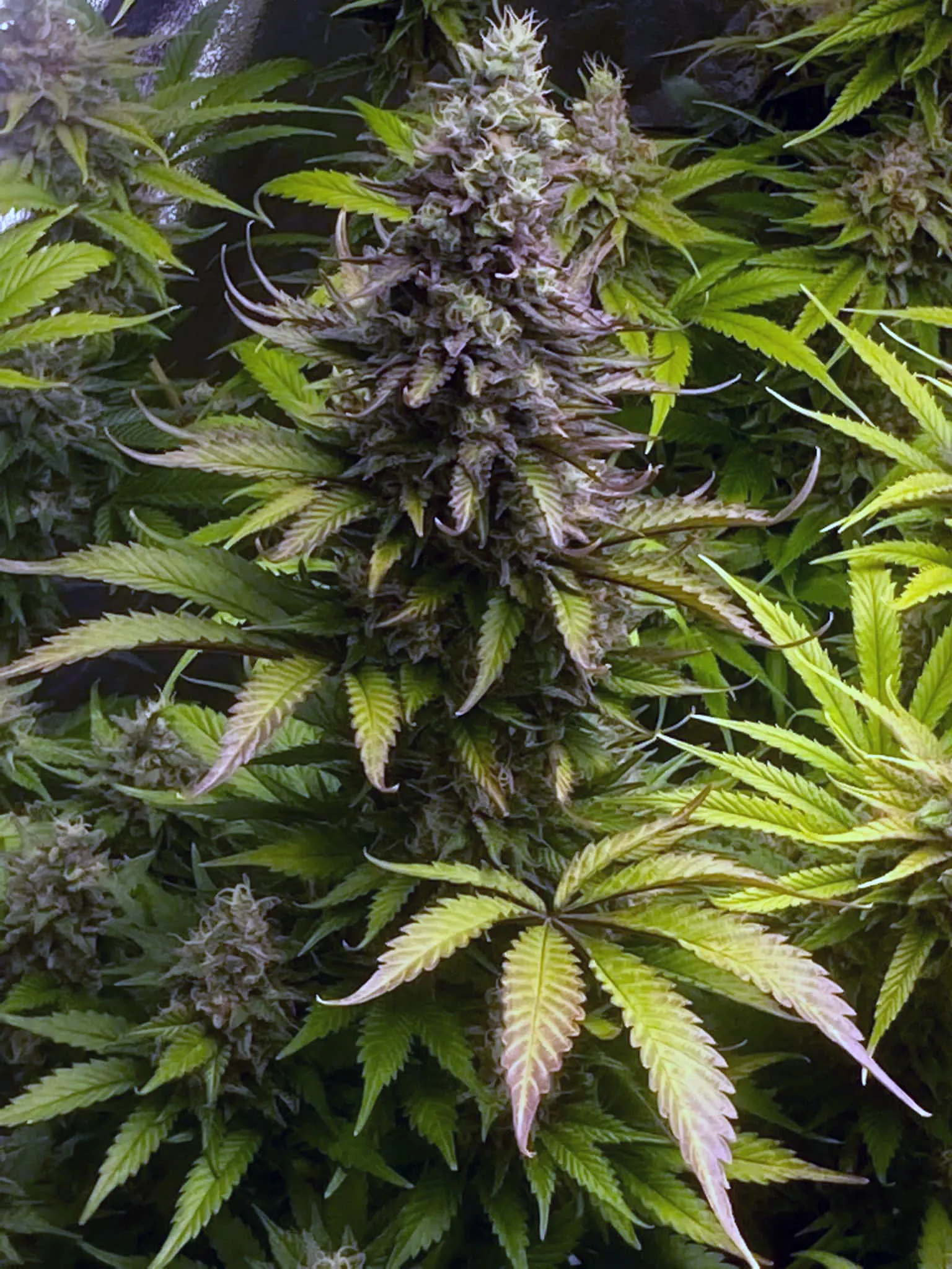 Blueberry Starfighter Cookies (Reg) - Savage Land Exotics