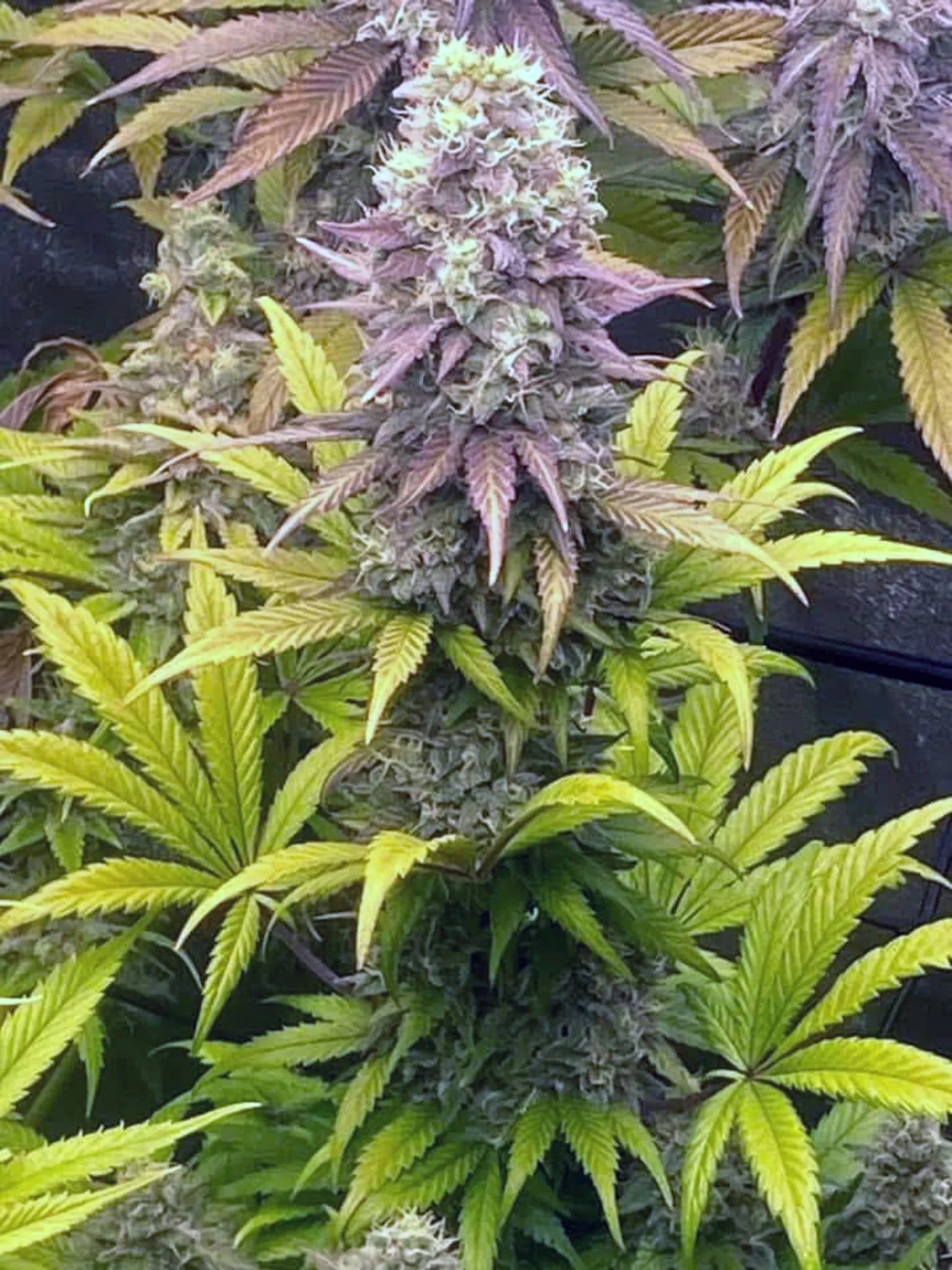 Blueberry Starfighter Cookies (Reg) - Savage Land Exotics