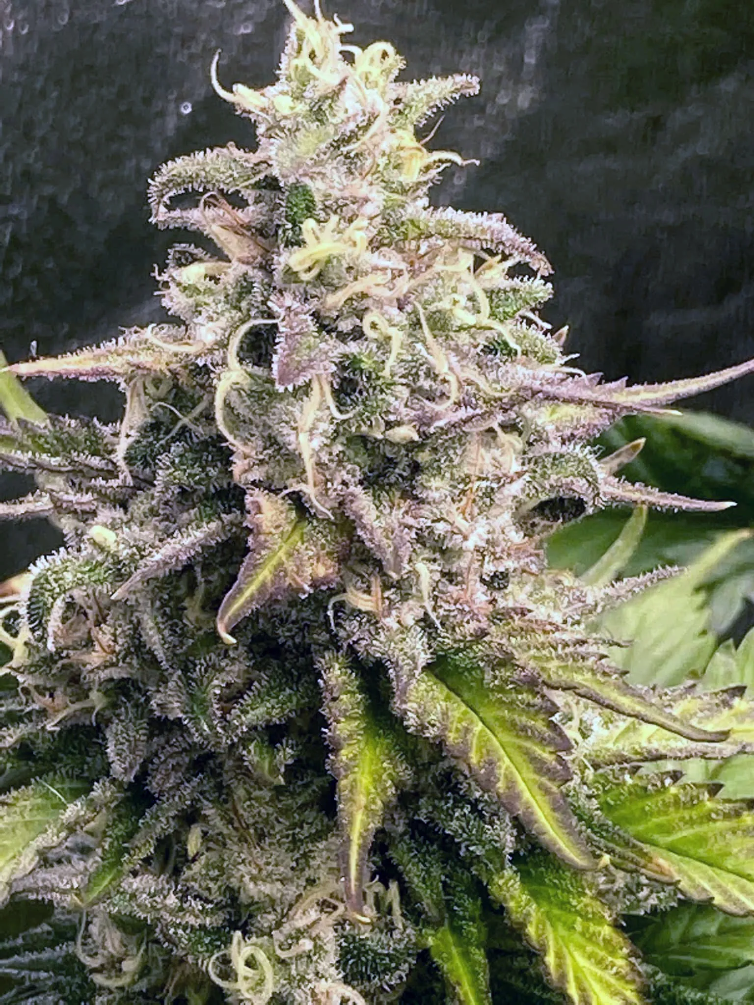 Blueberry Starfighter Cookies (Reg) - Savage Land Exotics