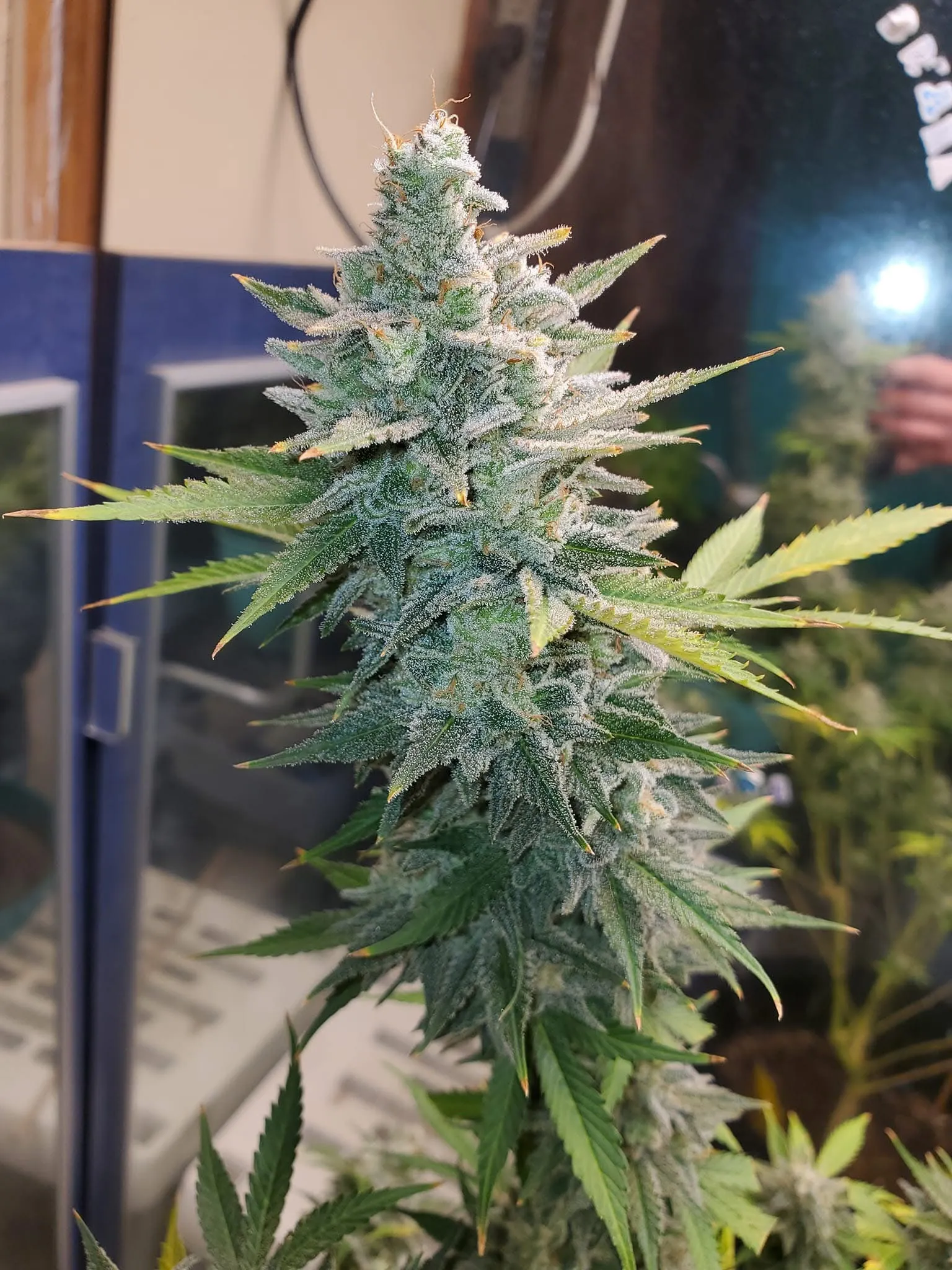 Blueberry Starfighter Cookies (Reg) - Savage Land Exotics