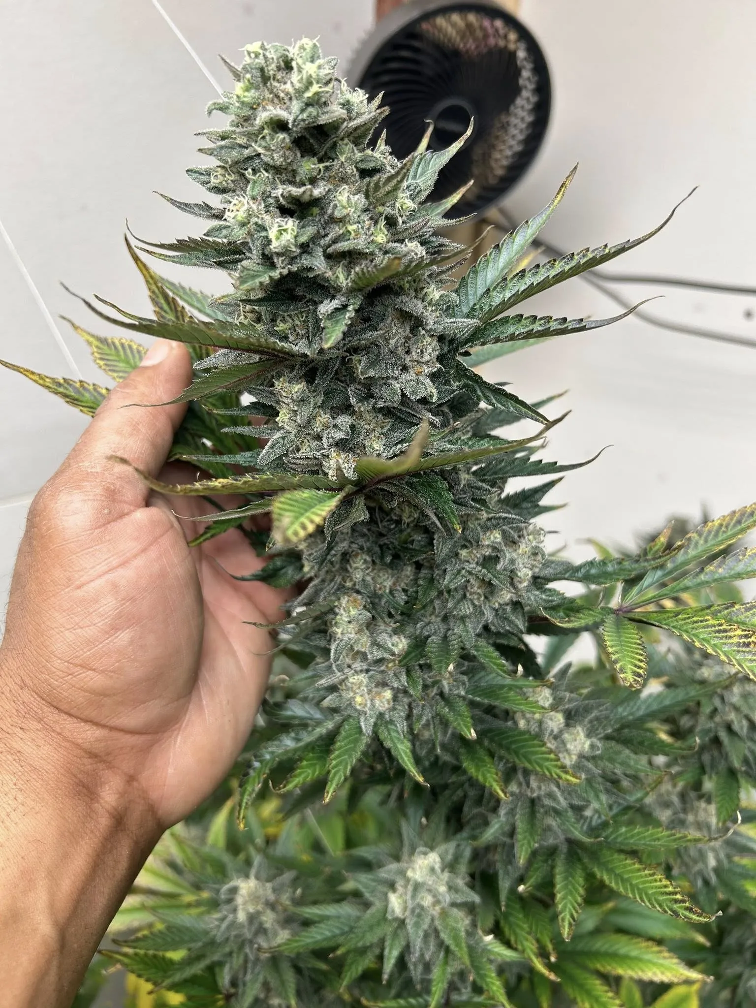 Blueberry Starfighter Cookies (Reg) - Savage Land Exotics