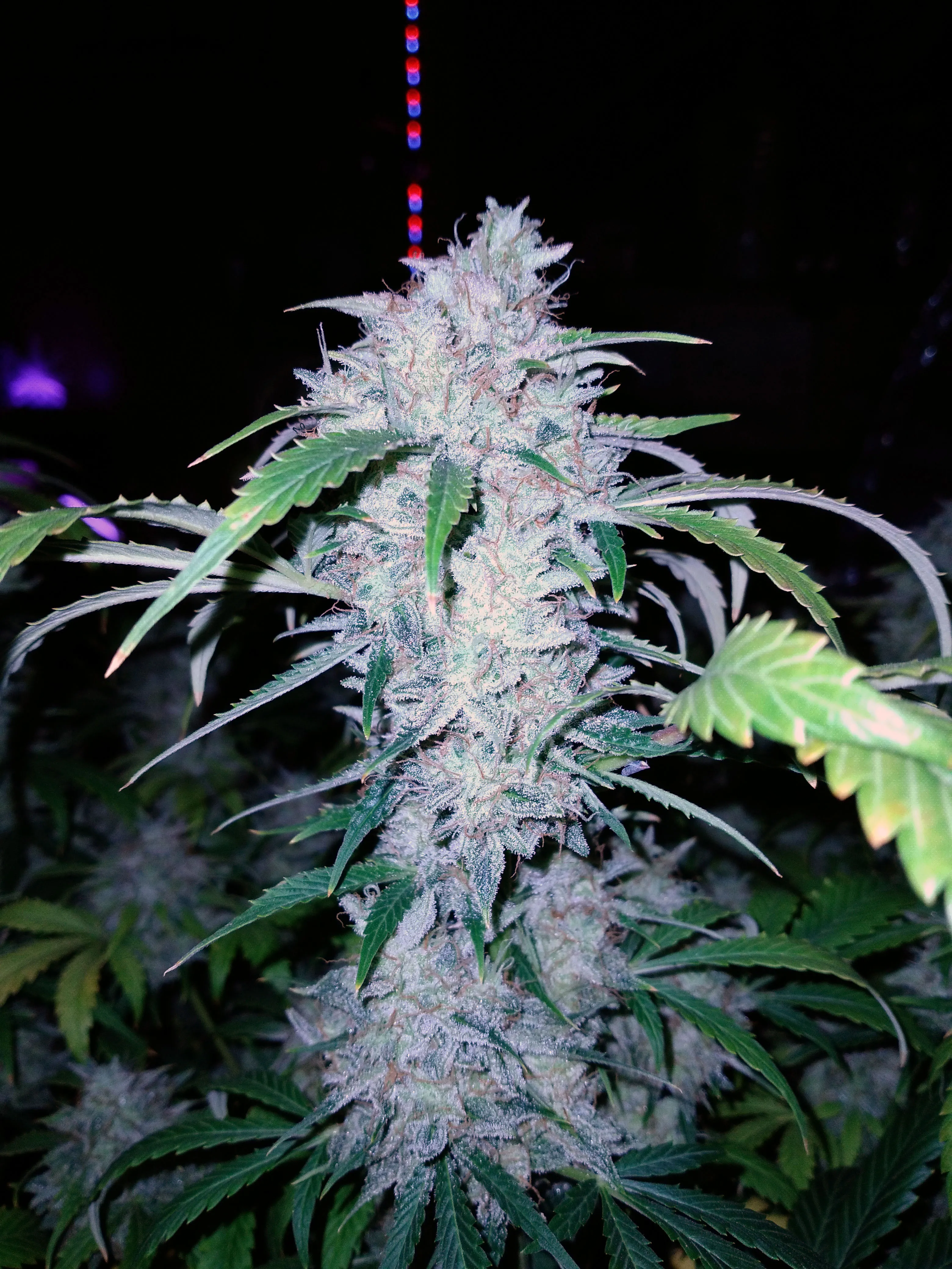 Bubba Berry Ku$h - Savage Land Exotics