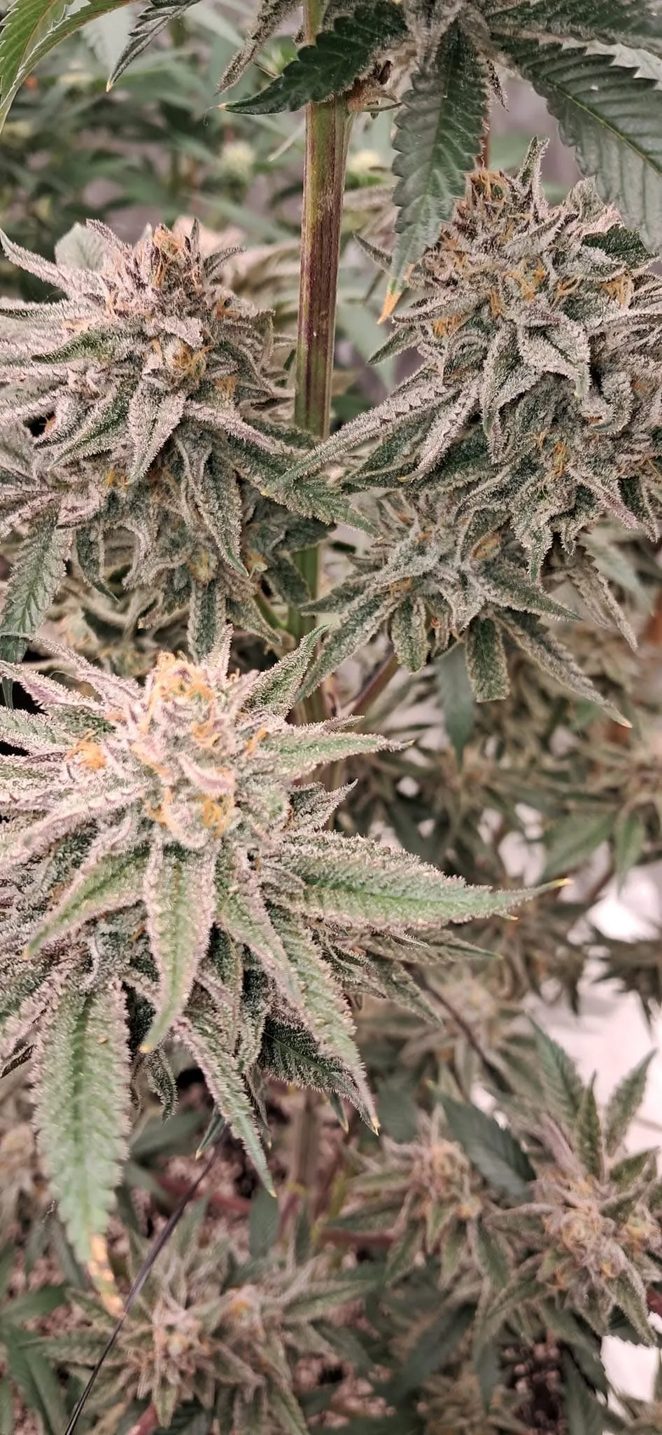 Buckroe Ether Frosty Feminized Photoperiod by Savage Land Exotics Virginia