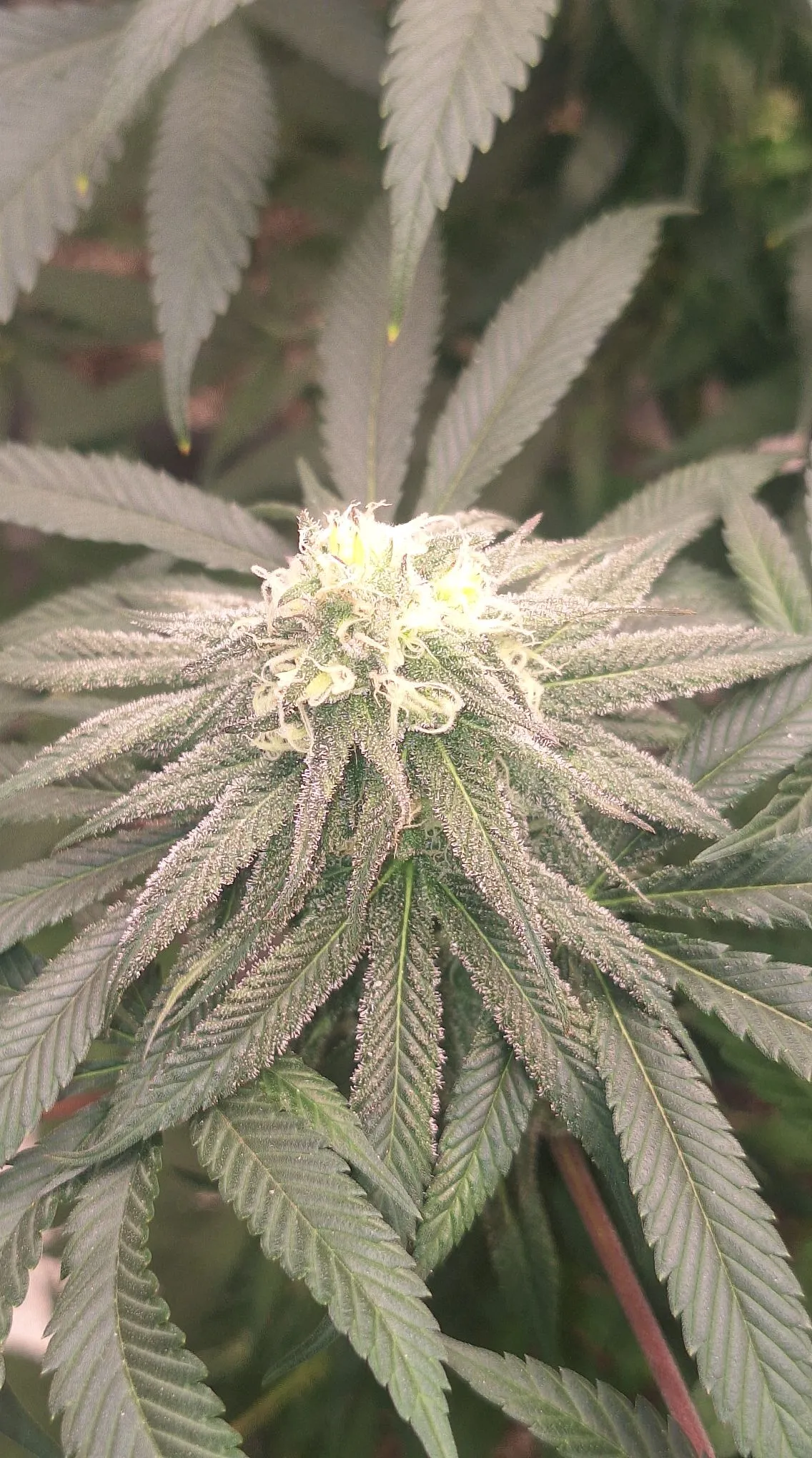 Bulletproof Cupp Frosty Feminized Photoperiod by Savage Land Exotics Virginia