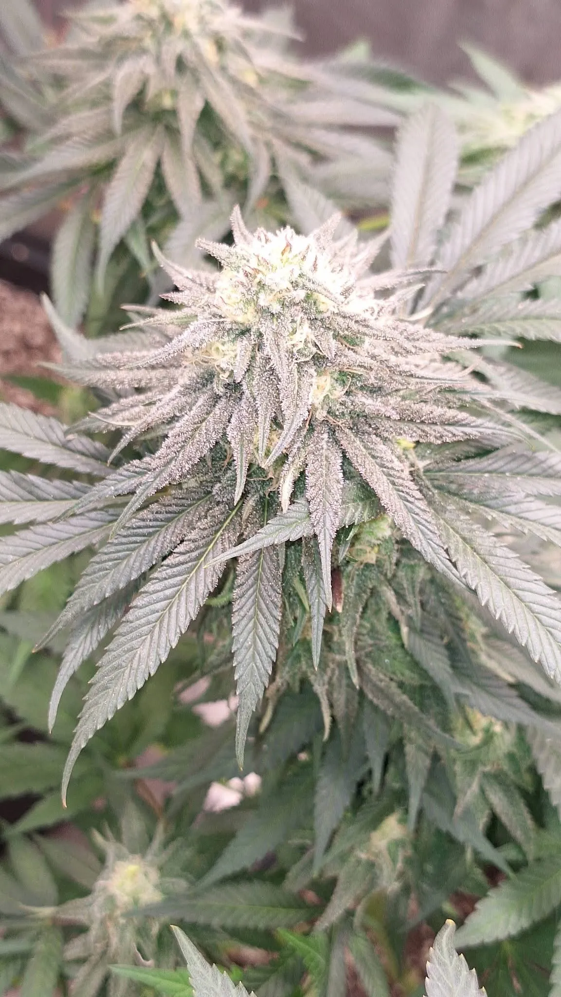 Bulletproof Cupp Frosty Feminized Photoperiod by Savage Land Exotics Virginia