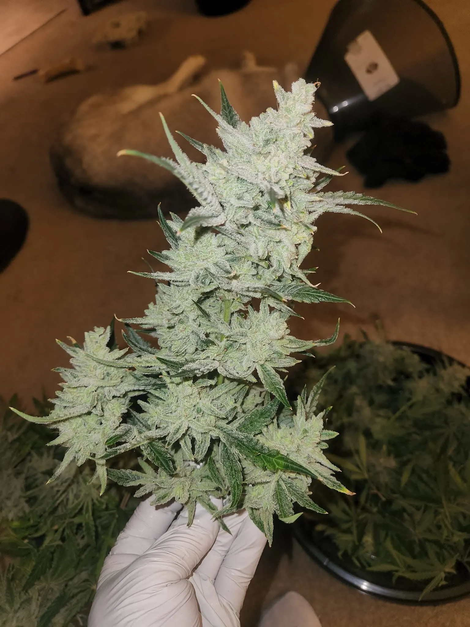 Cane Corso (F1) (Reg) - Savage Land Exotics