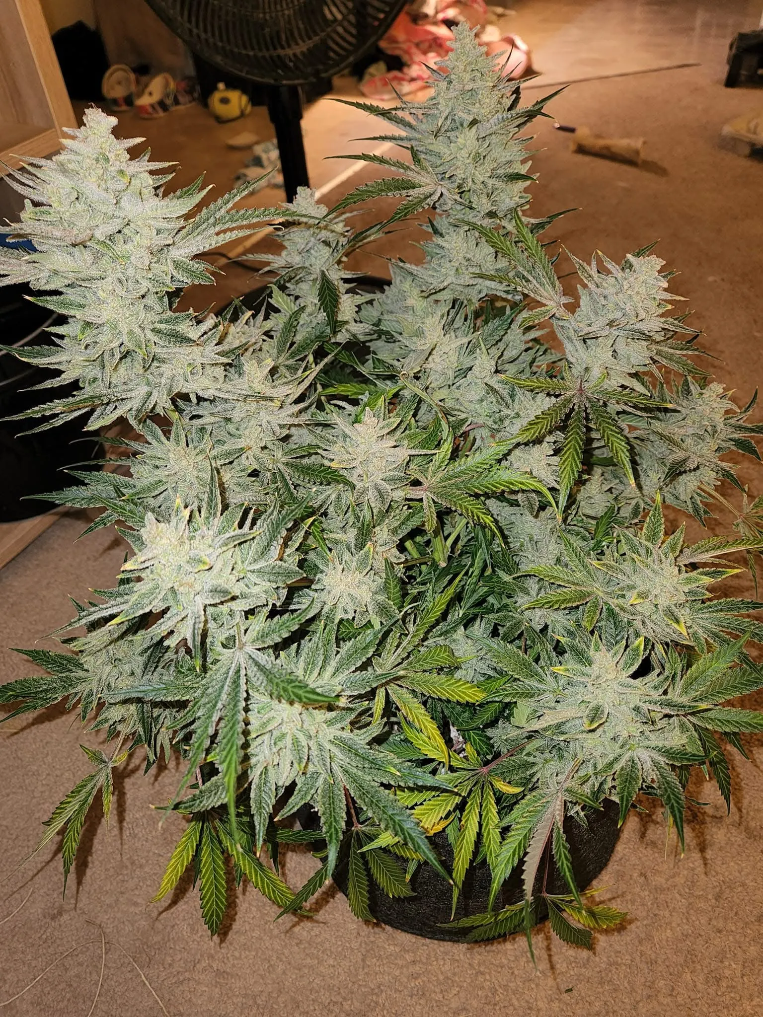 Cane Corso (F1) (Reg) - Savage Land Exotics