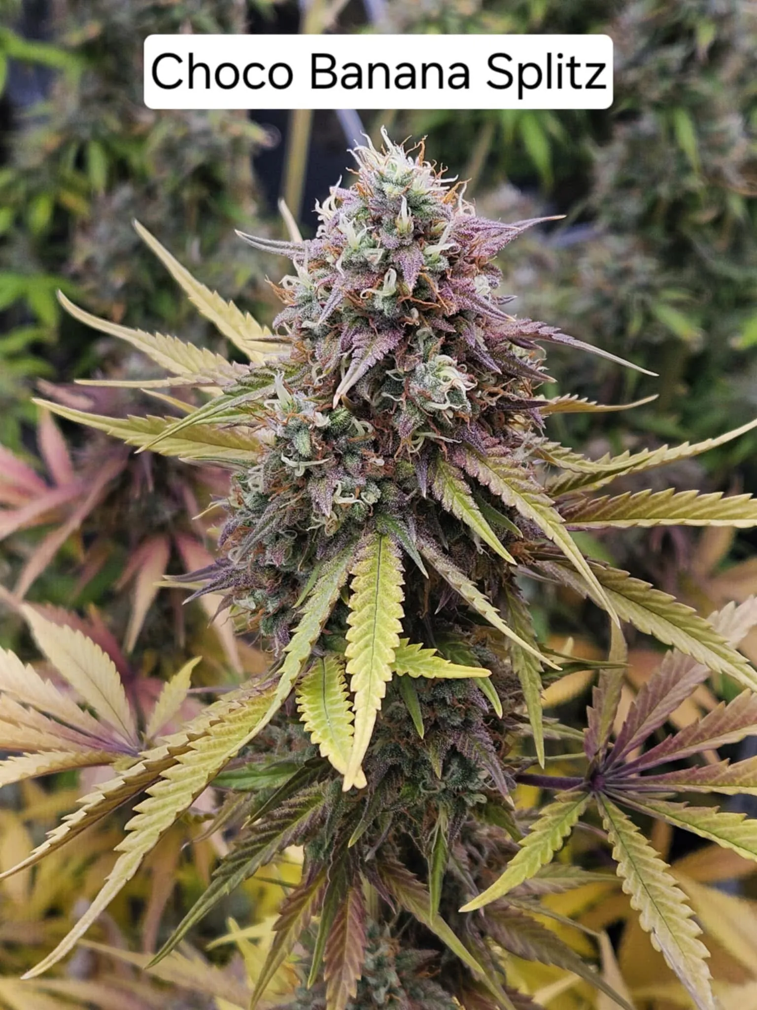Chocolate Banana Splitz (Sold Out) - Savage Land Exotics