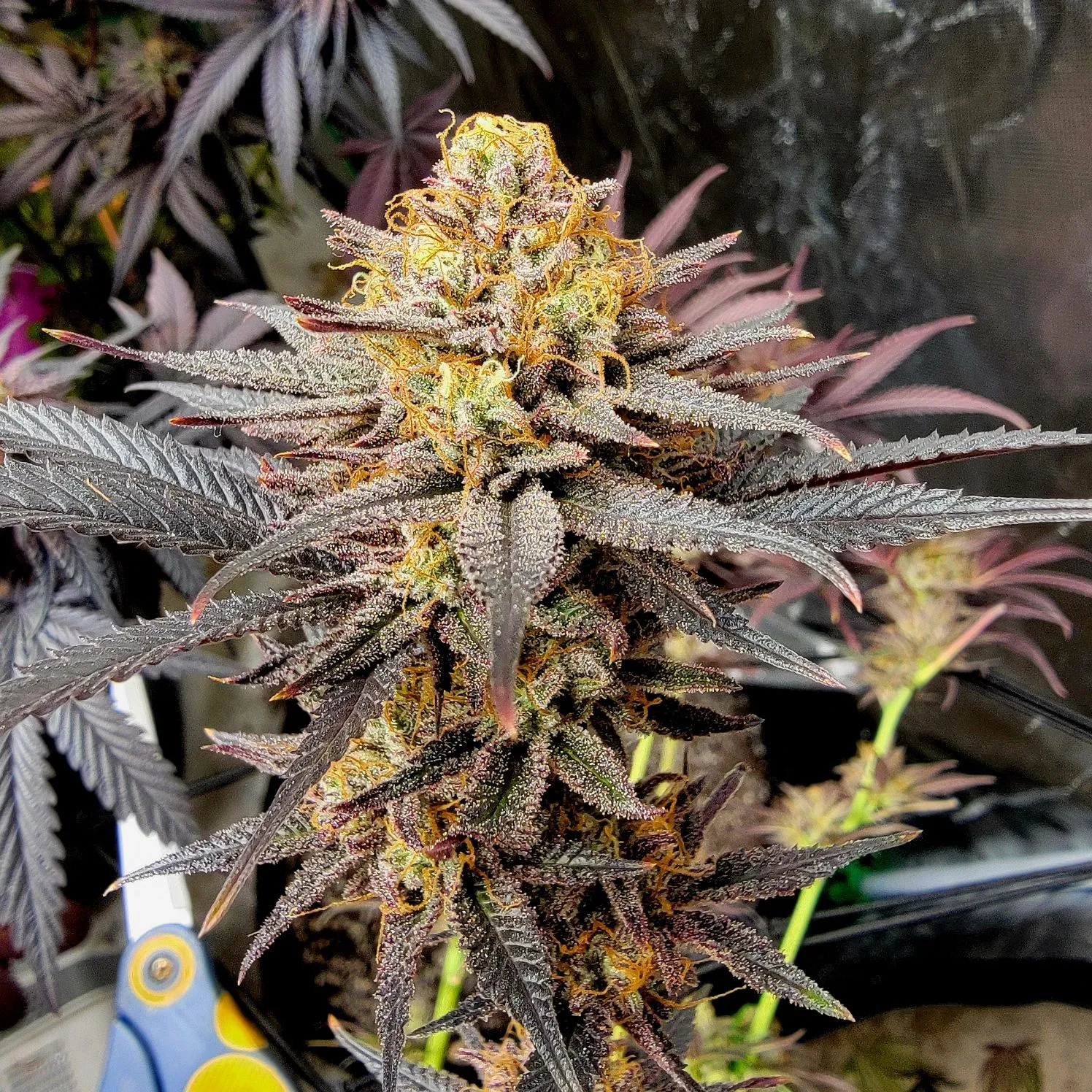 Coastal Blizzard Frosty Feminized Photoperiod by Savage Land Exotics Virginia