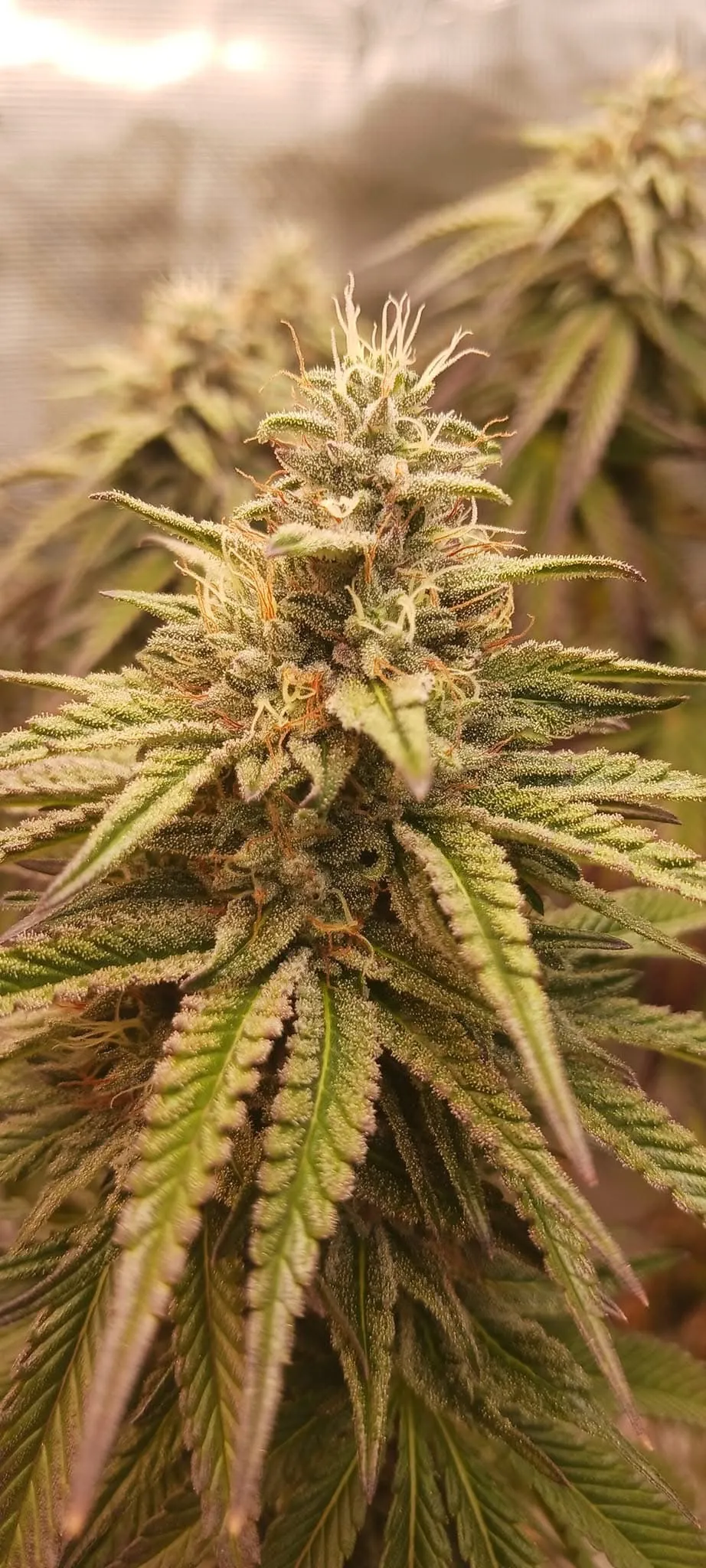 Cocoa Pebbles - Savage Land Exotics