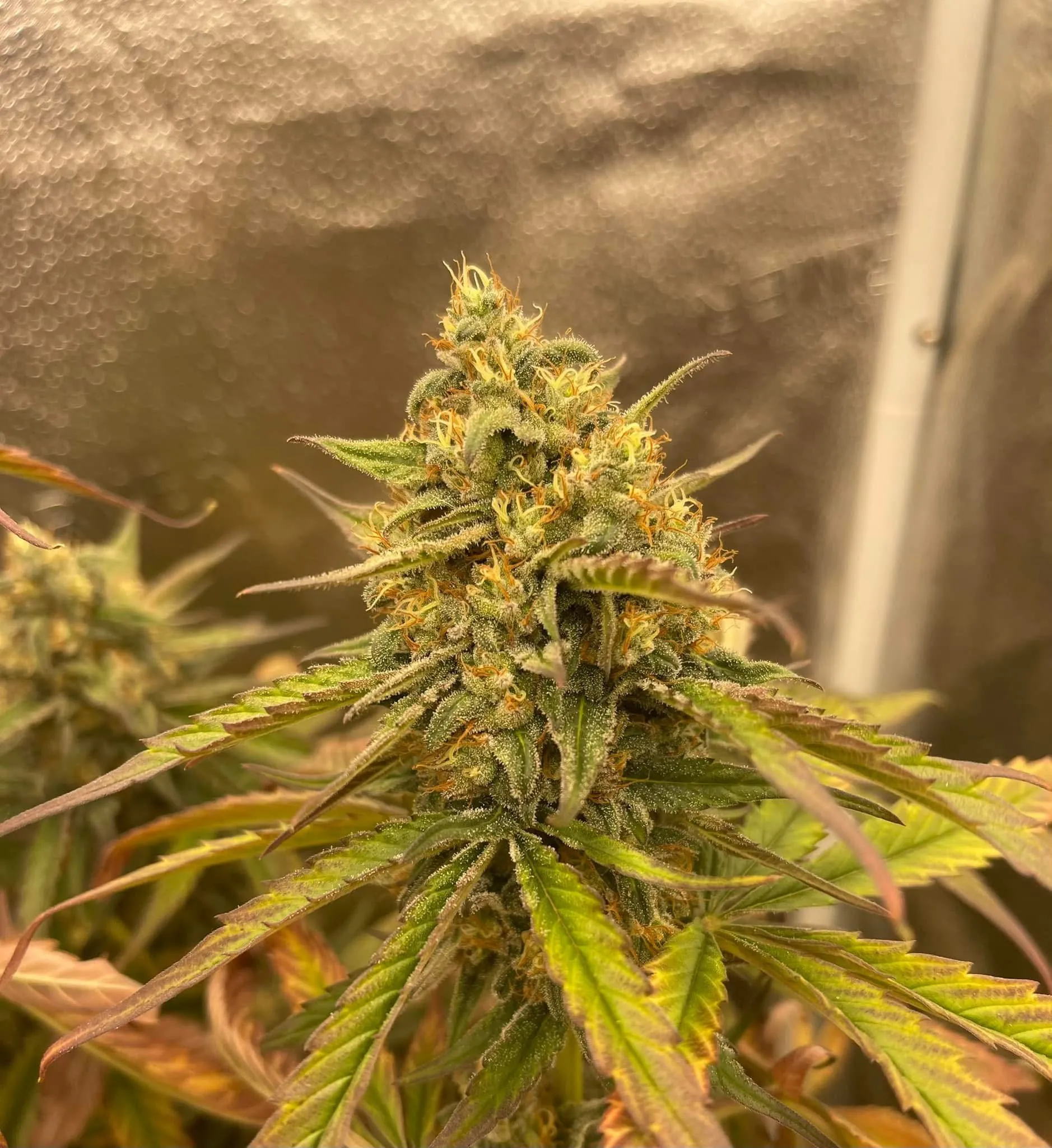 Cocoa Pebbles - Savage Land Exotics