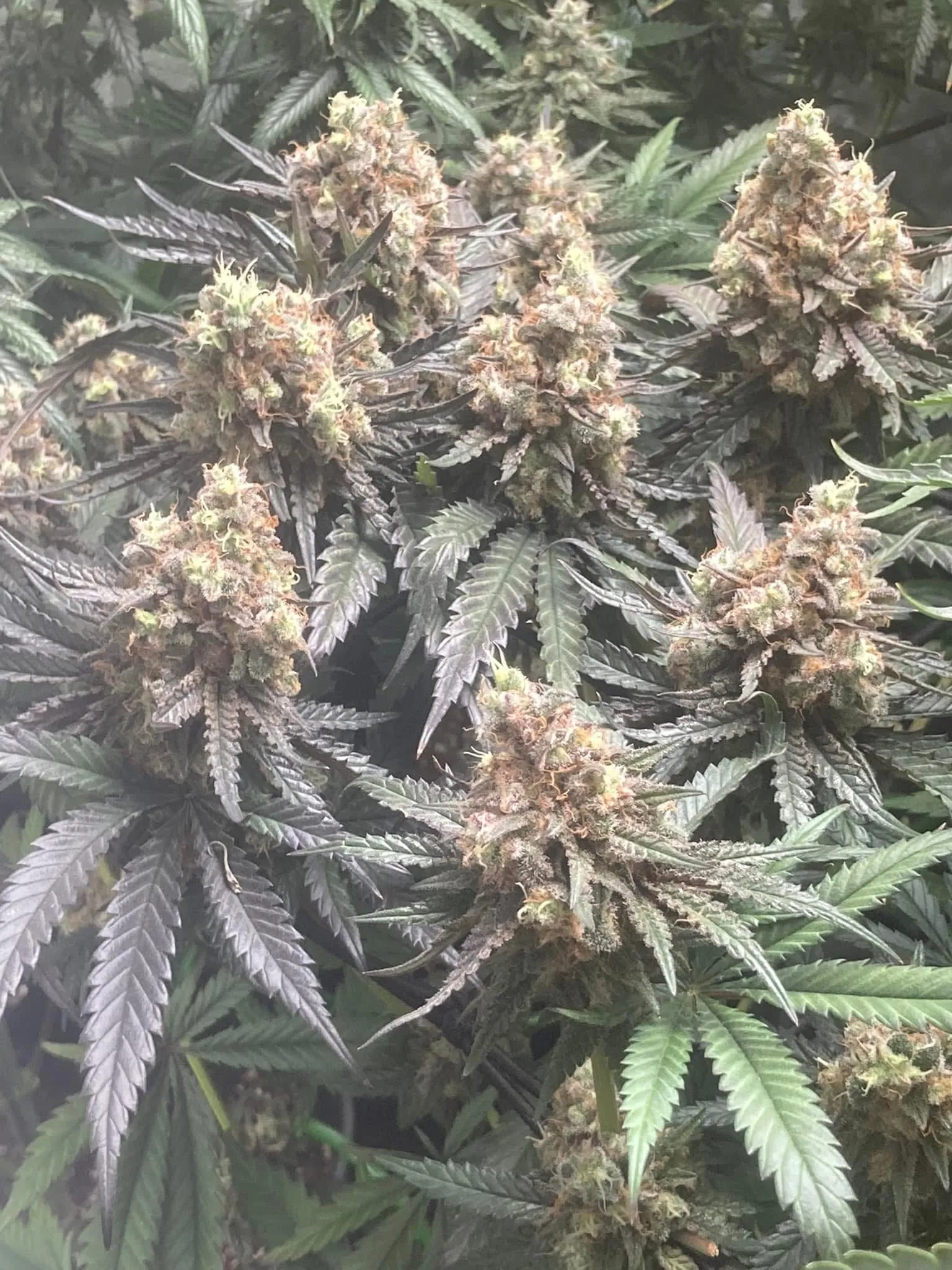 Cocoa Pebbles - Savage Land Exotics