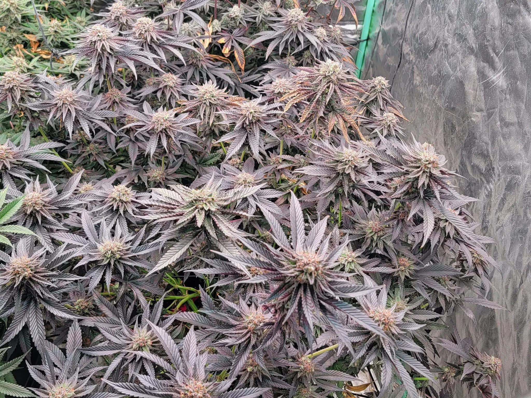 Cocoa Pebbles - Savage Land Exotics