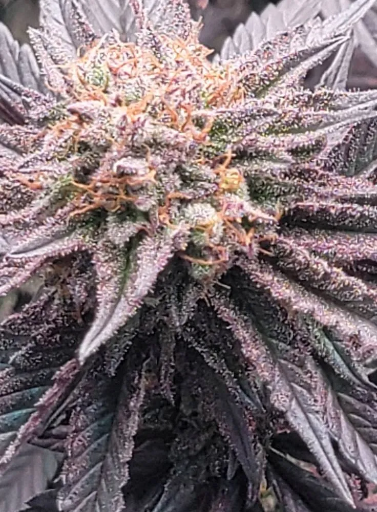 Cocoa Pebbles - Savage Land Exotics