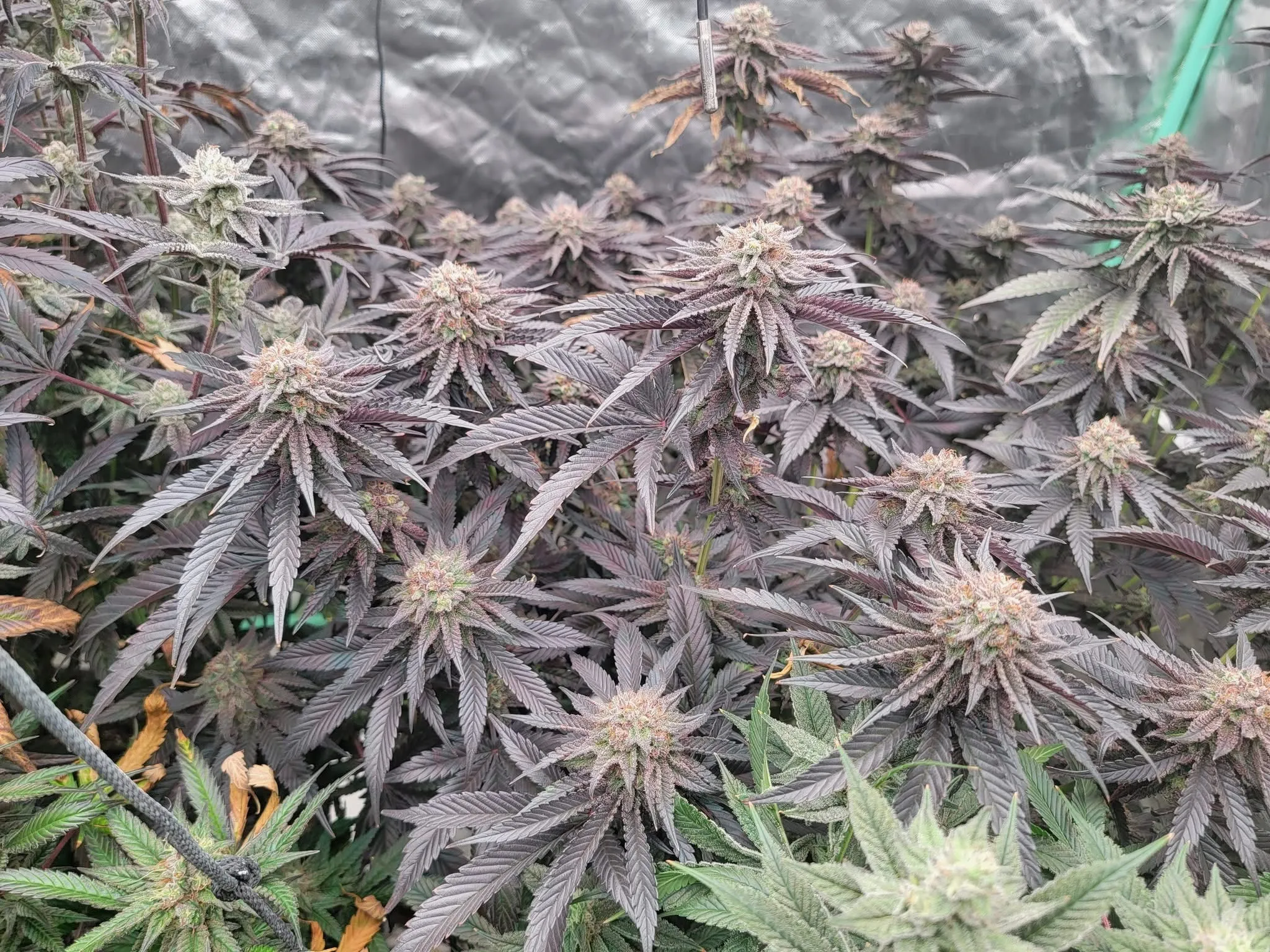 Cocoa Pebbles - Savage Land Exotics