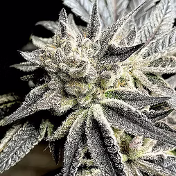 Concrete Jungle  Frosty Regular Photoperiod by Savage Land Exotics Virginia