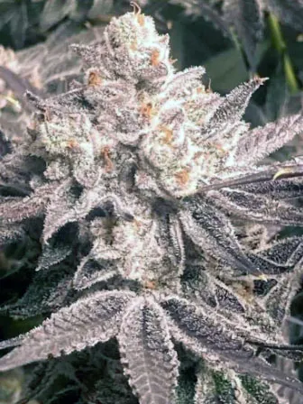 Death by Chocolate  Frosty Regular Photoperiod by Savage Land Exotics Virginia