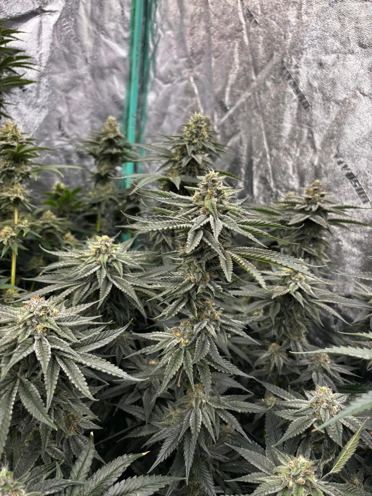 Death by Chocolate  Frosty Regular Photoperiod by Savage Land Exotics Virginia
