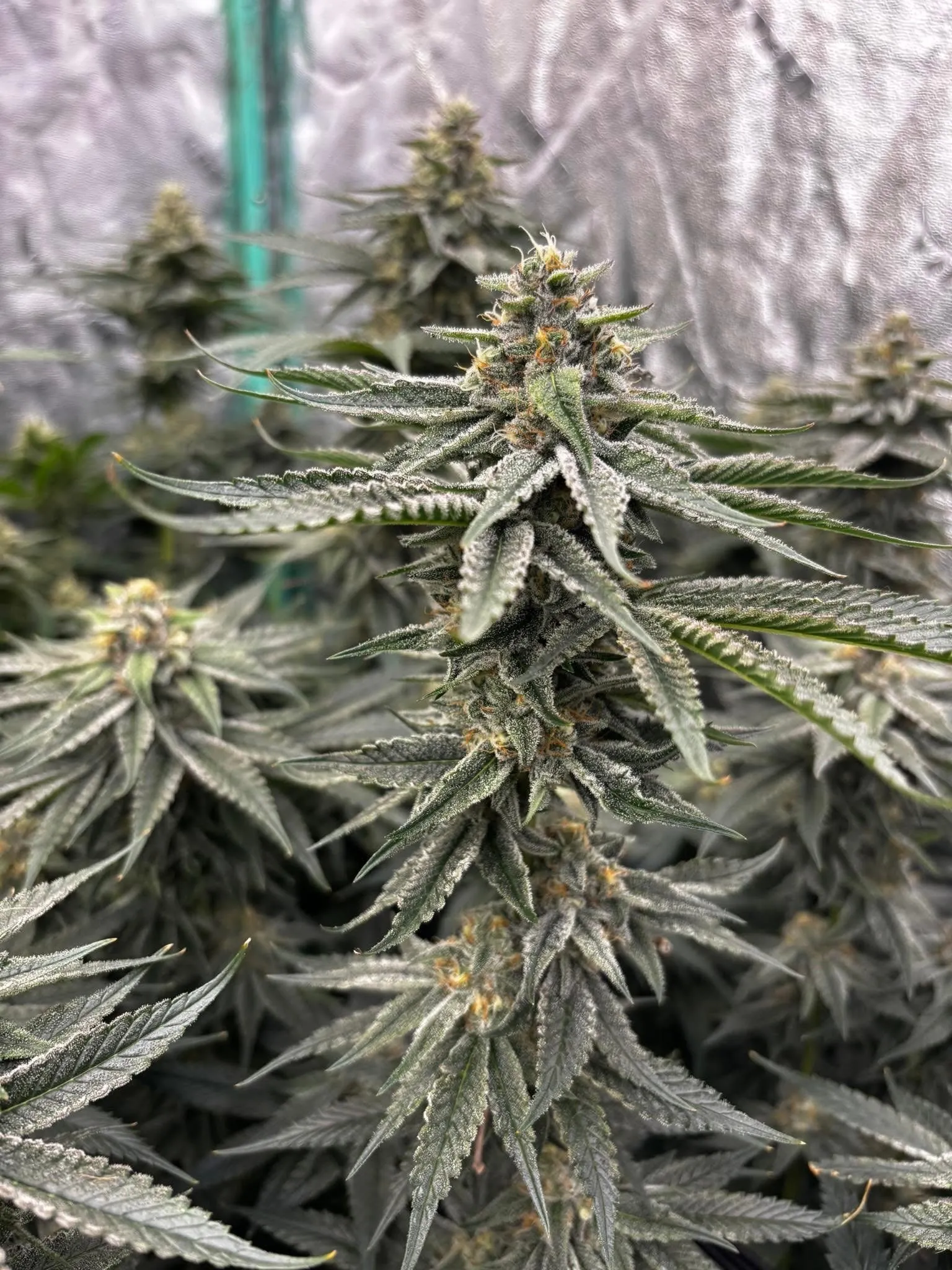 Death by Chocolate  Frosty Regular Photoperiod by Savage Land Exotics Virginia