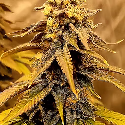 Drunken Space Monkey  Frosty Regular Photoperiod by Savage Land Exotics Virginia