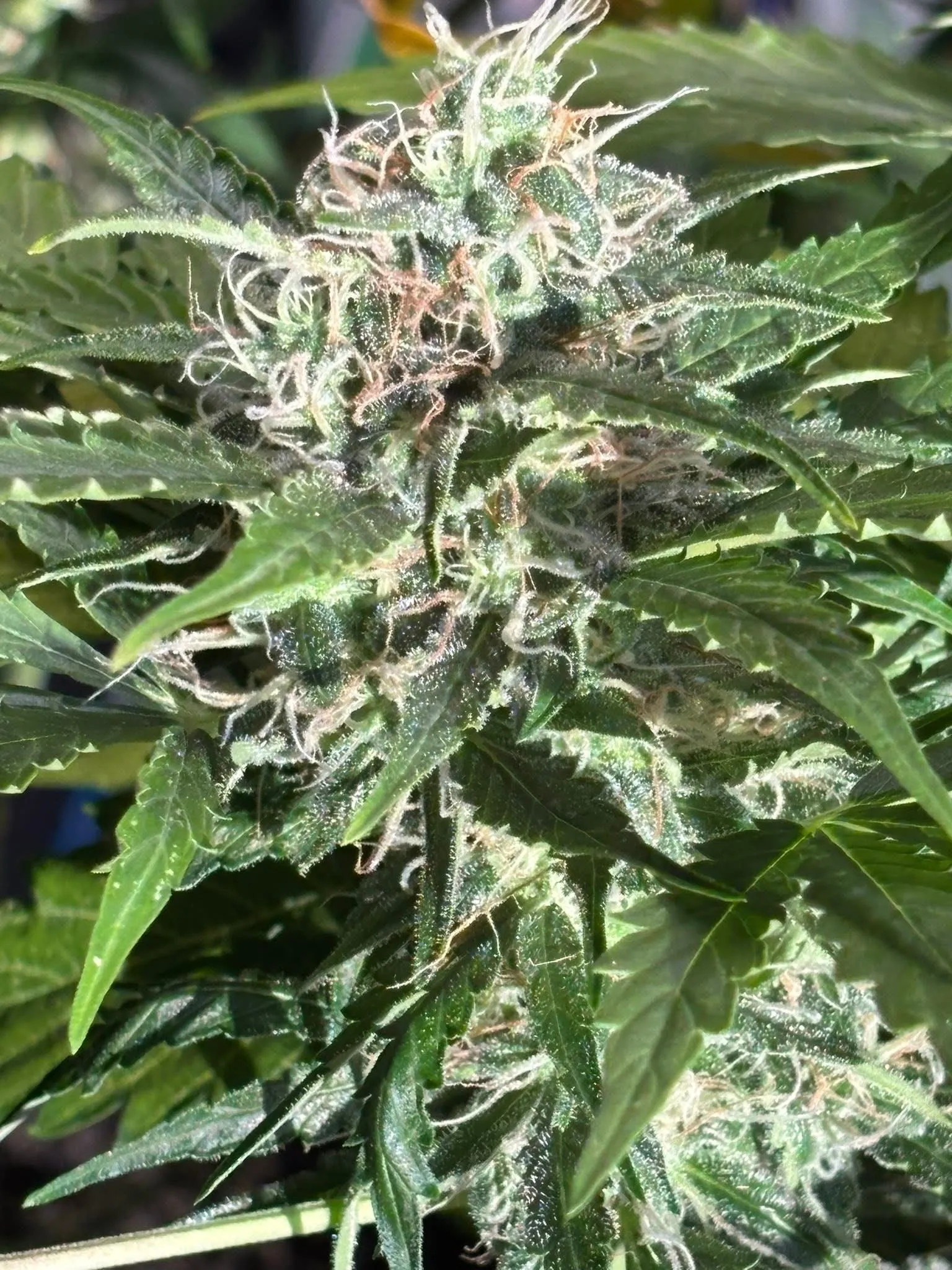 Frozen Neptune - Savage Land Exotics