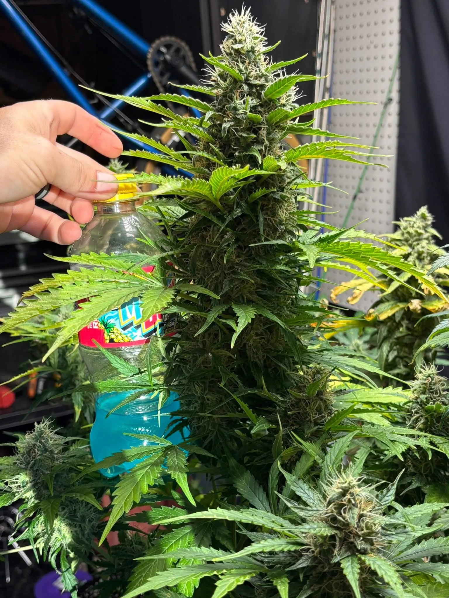 Frozen Neptune - Savage Land Exotics