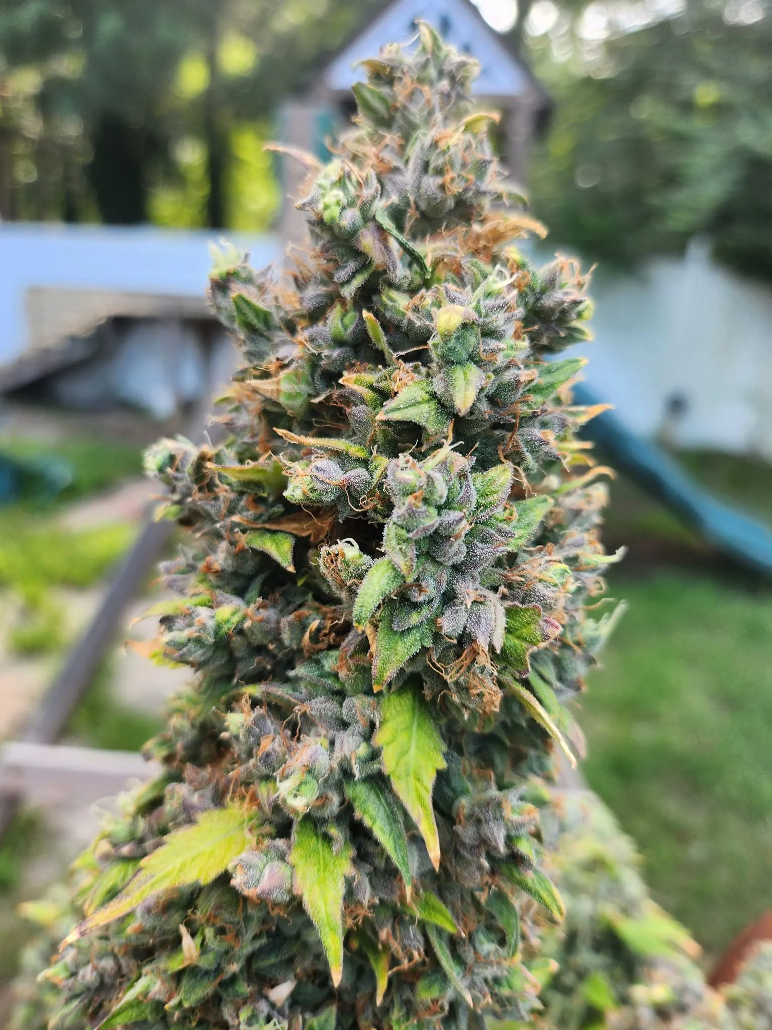 Gas War - Savage Land Exotics