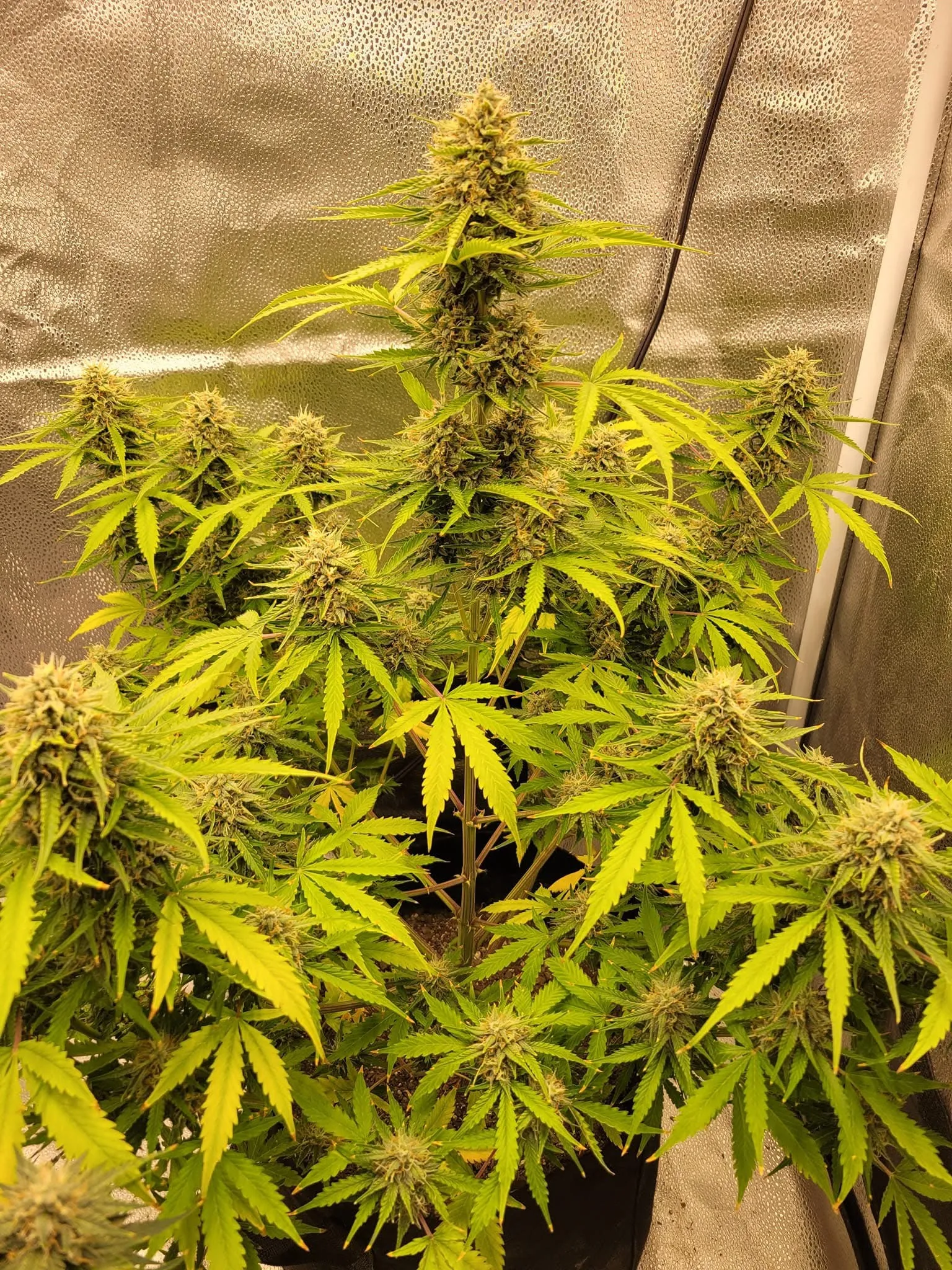 Gas War - Savage Land Exotics