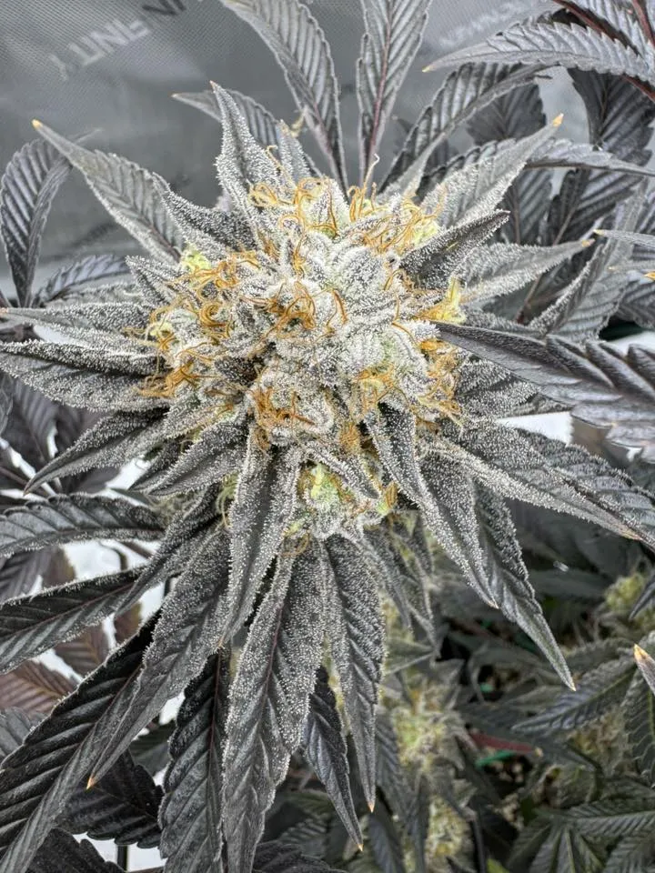 Hulk Smash Cookies - Savage Land Exotics