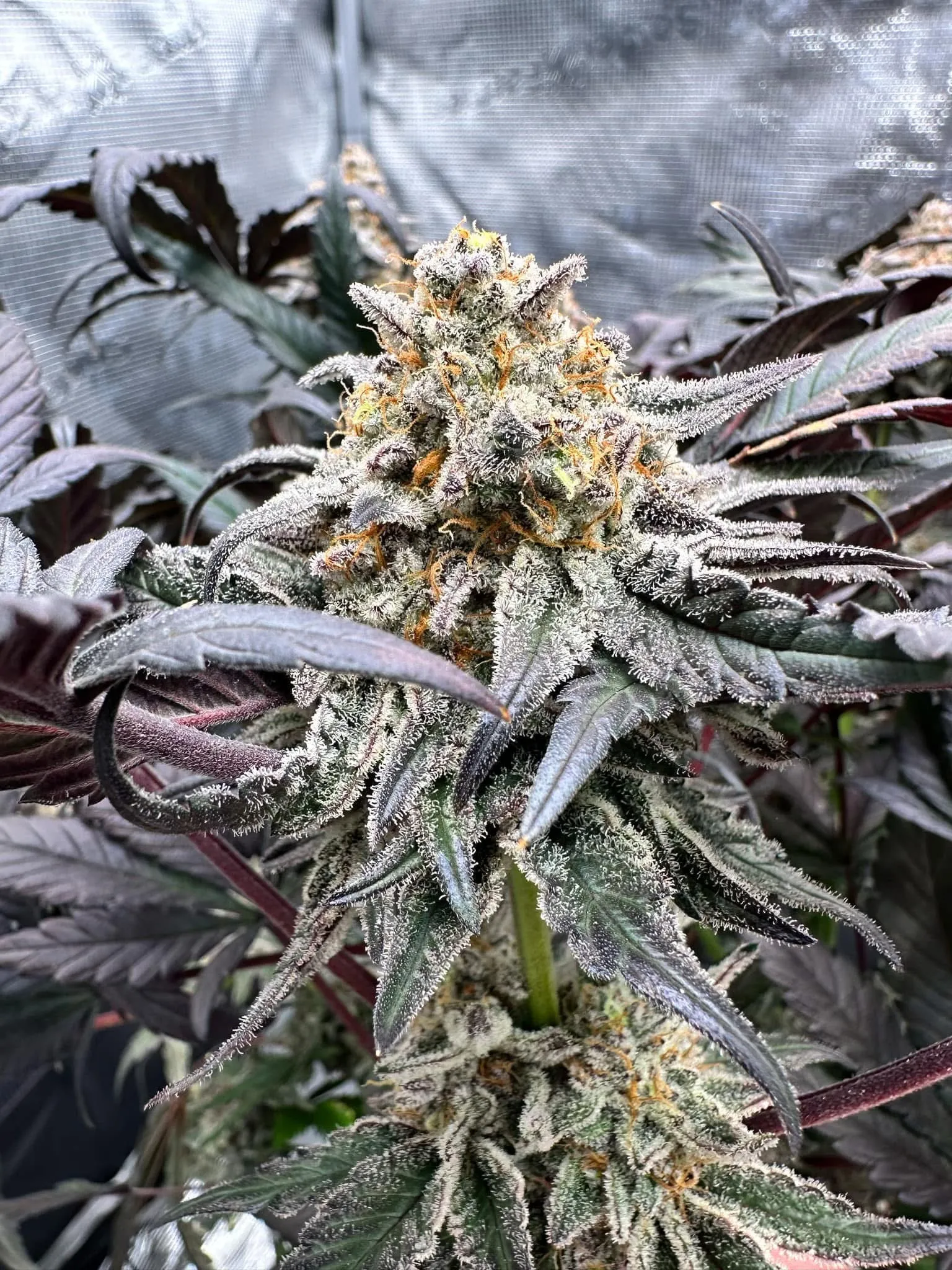 Hulk Smash Cookies - Savage Land Exotics