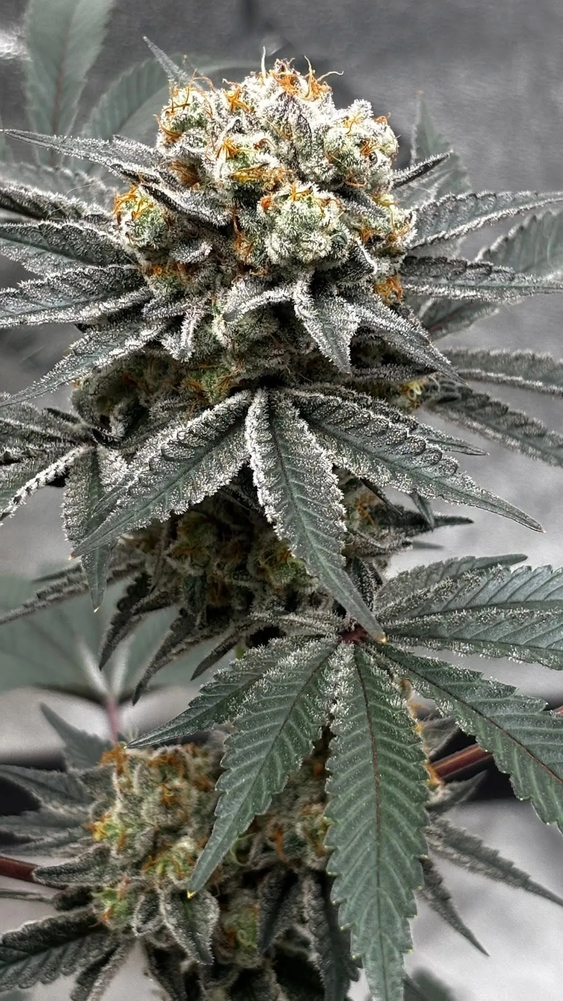 Hulk Smash Cookies - Savage Land Exotics