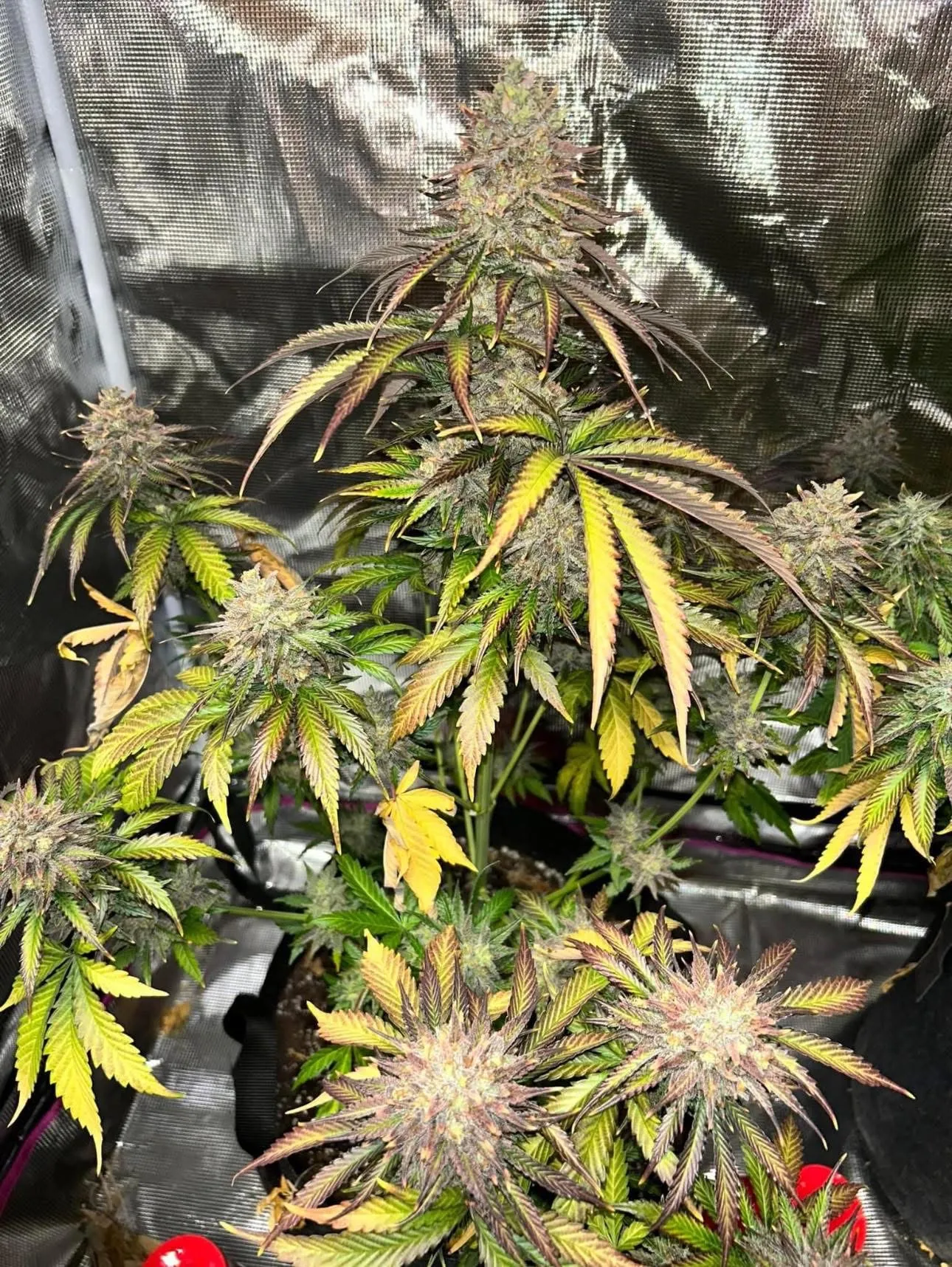 Lemon Ku$h Cake Haze - Savage Land Exotics