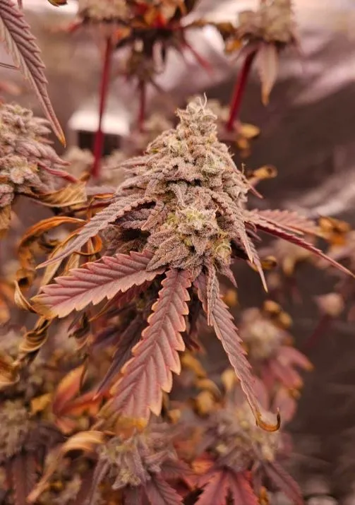 Local Legend - Savage Land Exotics