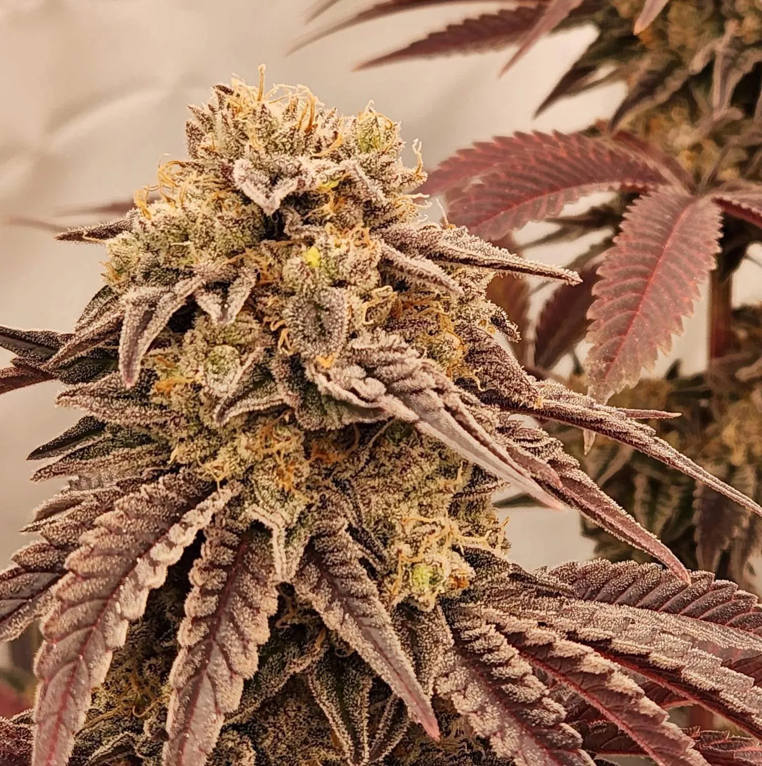 Local Legend - Savage Land Exotics