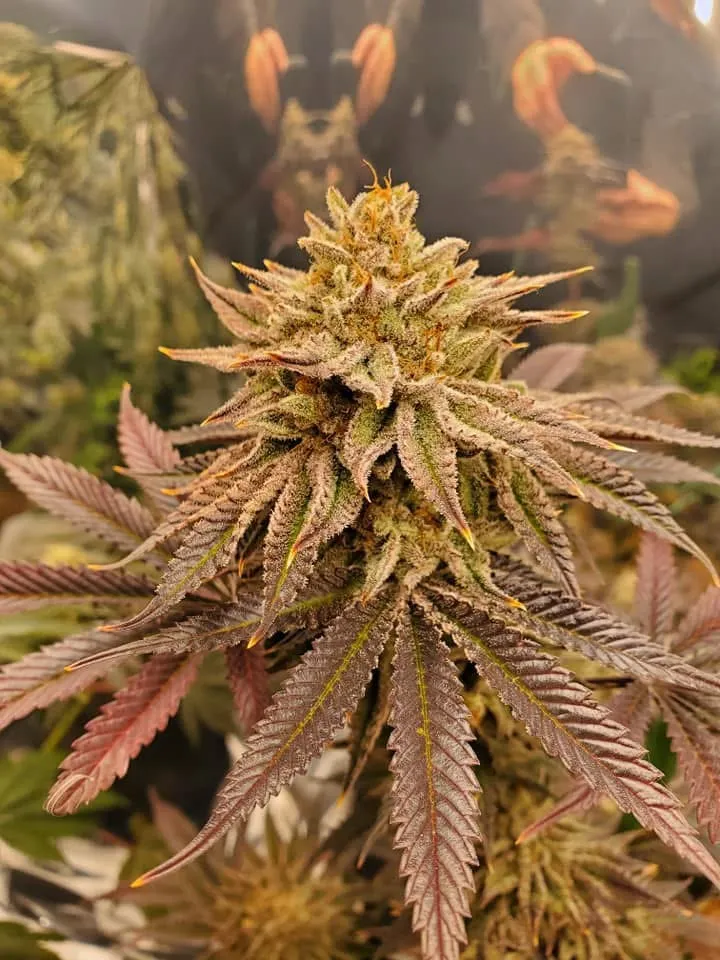 Neptune Bakery (Sold Out) - Savage Land Exotics