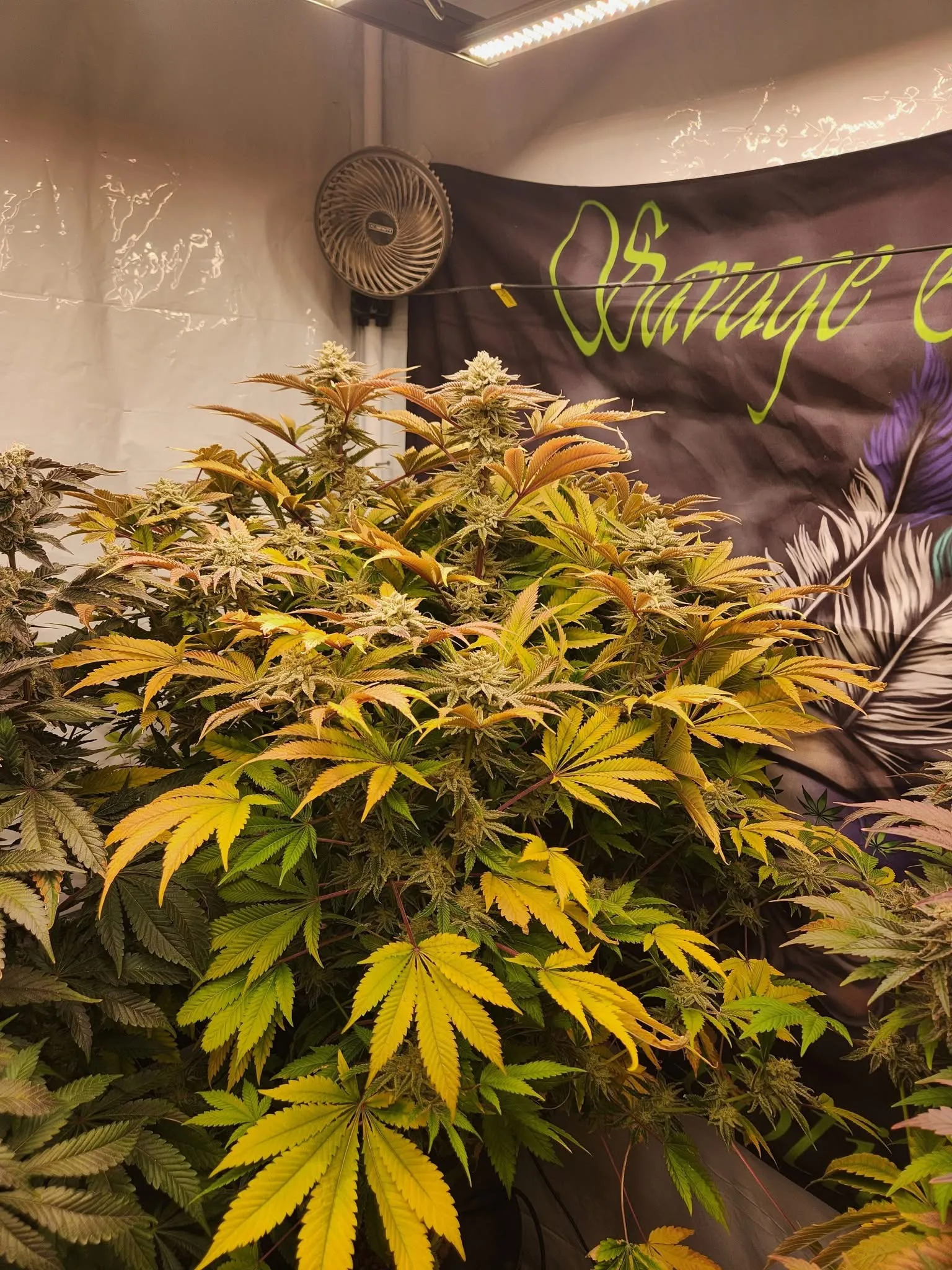Neptune Bakery (Sold Out) - Savage Land Exotics
