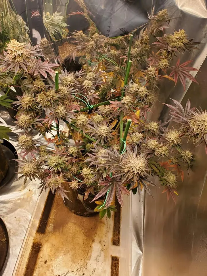 Neptune Bakery (Sold Out) - Savage Land Exotics