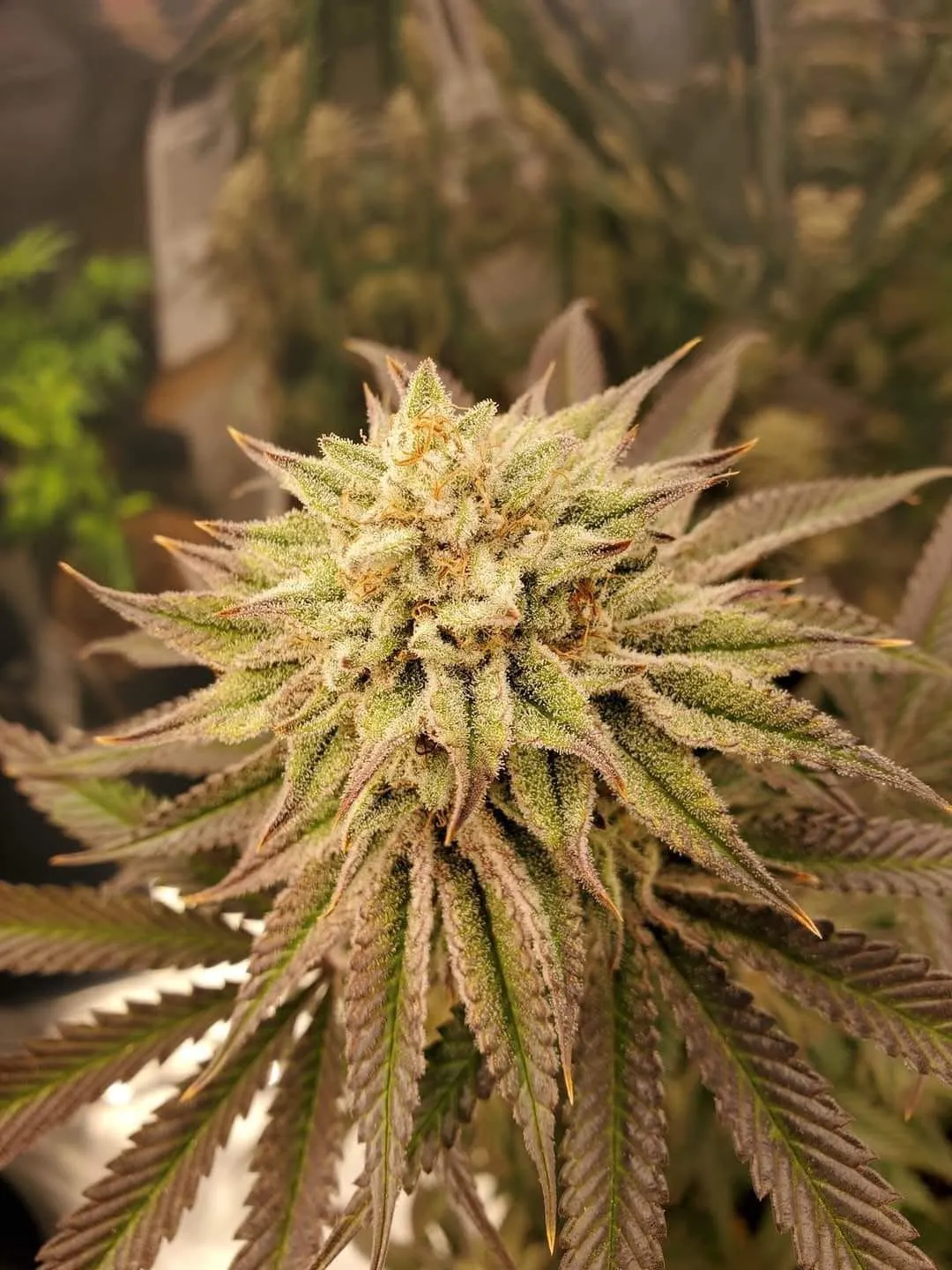 Neptune Bakery (Sold Out) - Savage Land Exotics