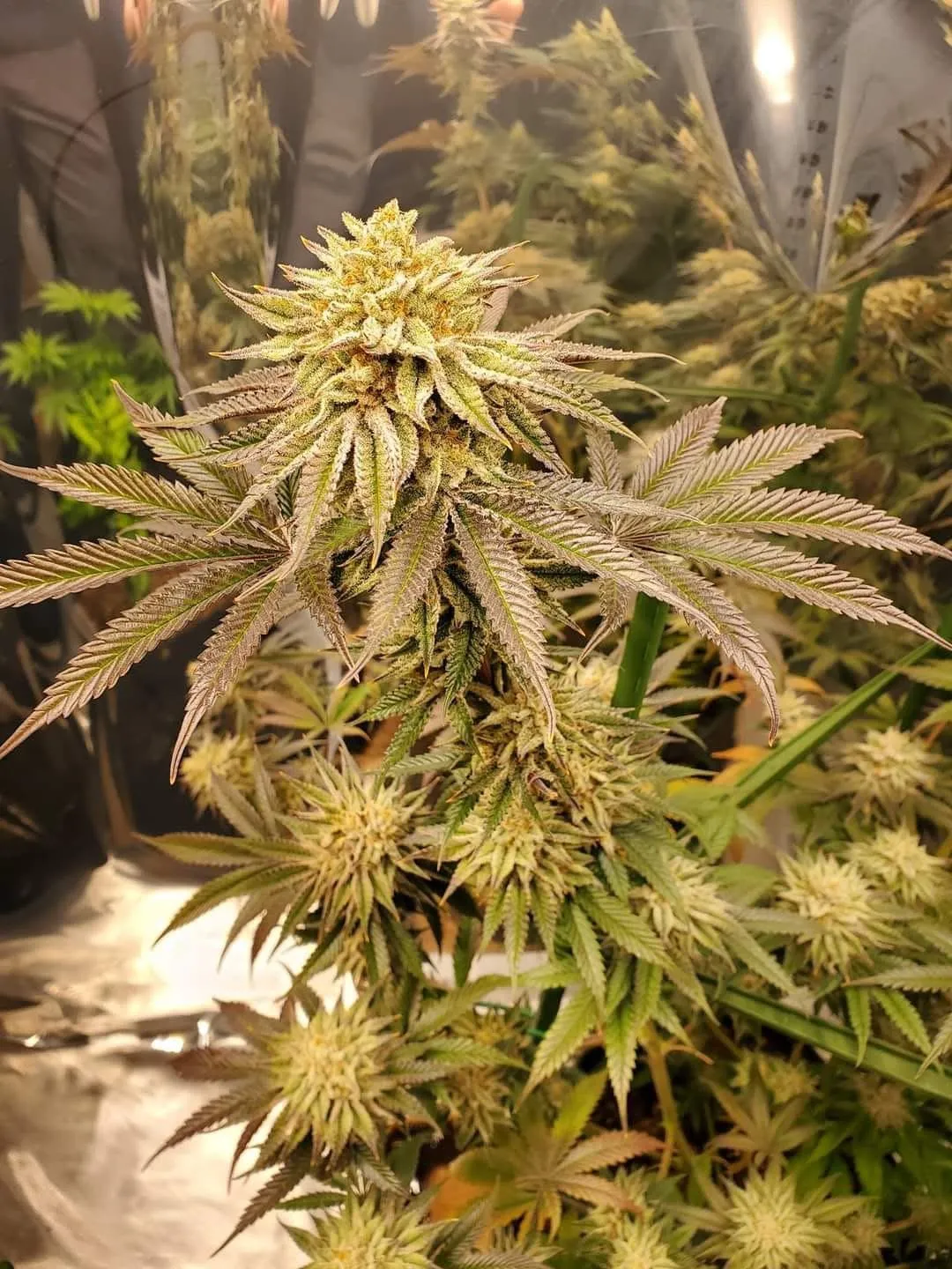 Neptune Bakery (Sold Out) - Savage Land Exotics
