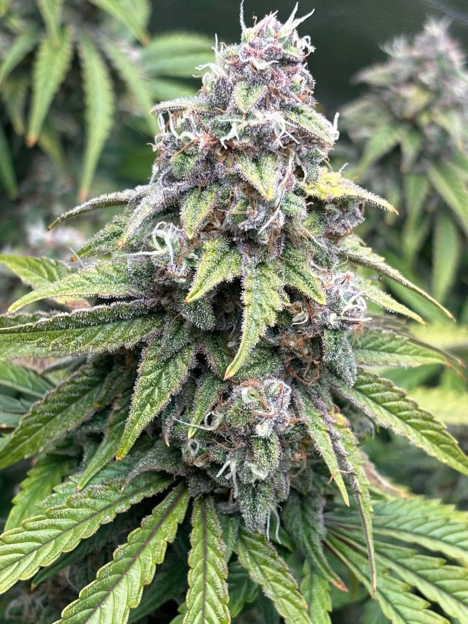 Planet Dankness (Sold Out) - Savage Land Exotics