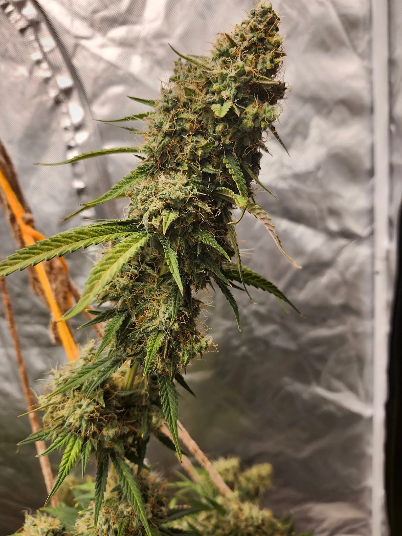 Planet Dankness (Sold Out) - Savage Land Exotics