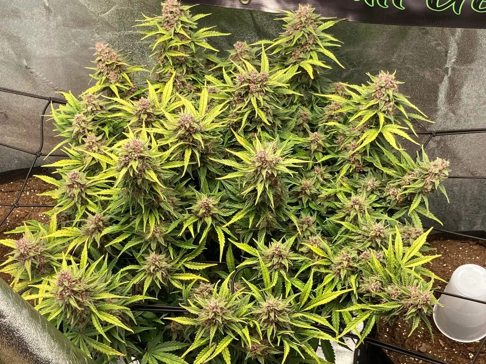 Planet Delicious R2 - Savage Land Exotics