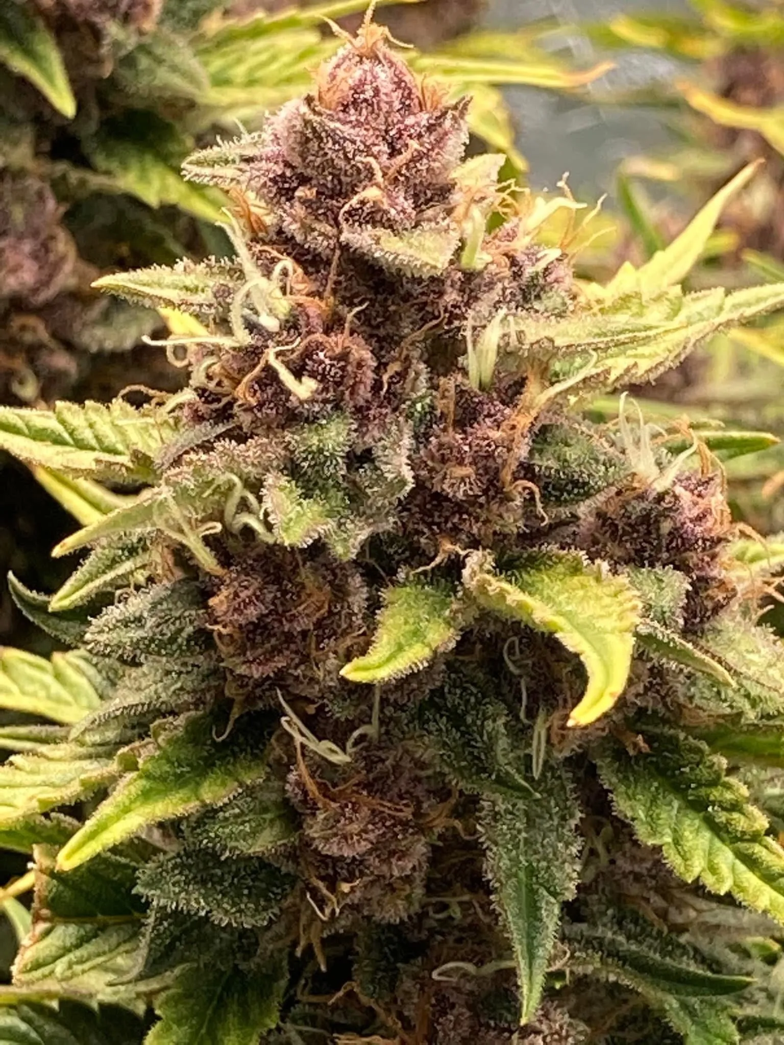 Planet Delicious R2 - Savage Land Exotics