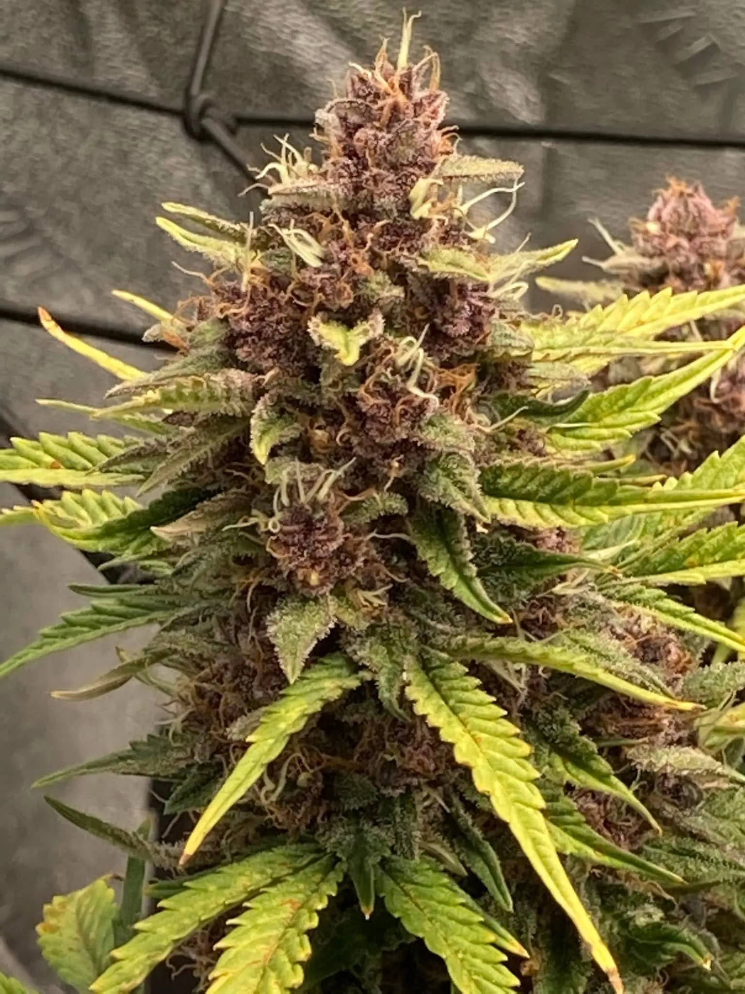 Planet Delicious R2 - Savage Land Exotics